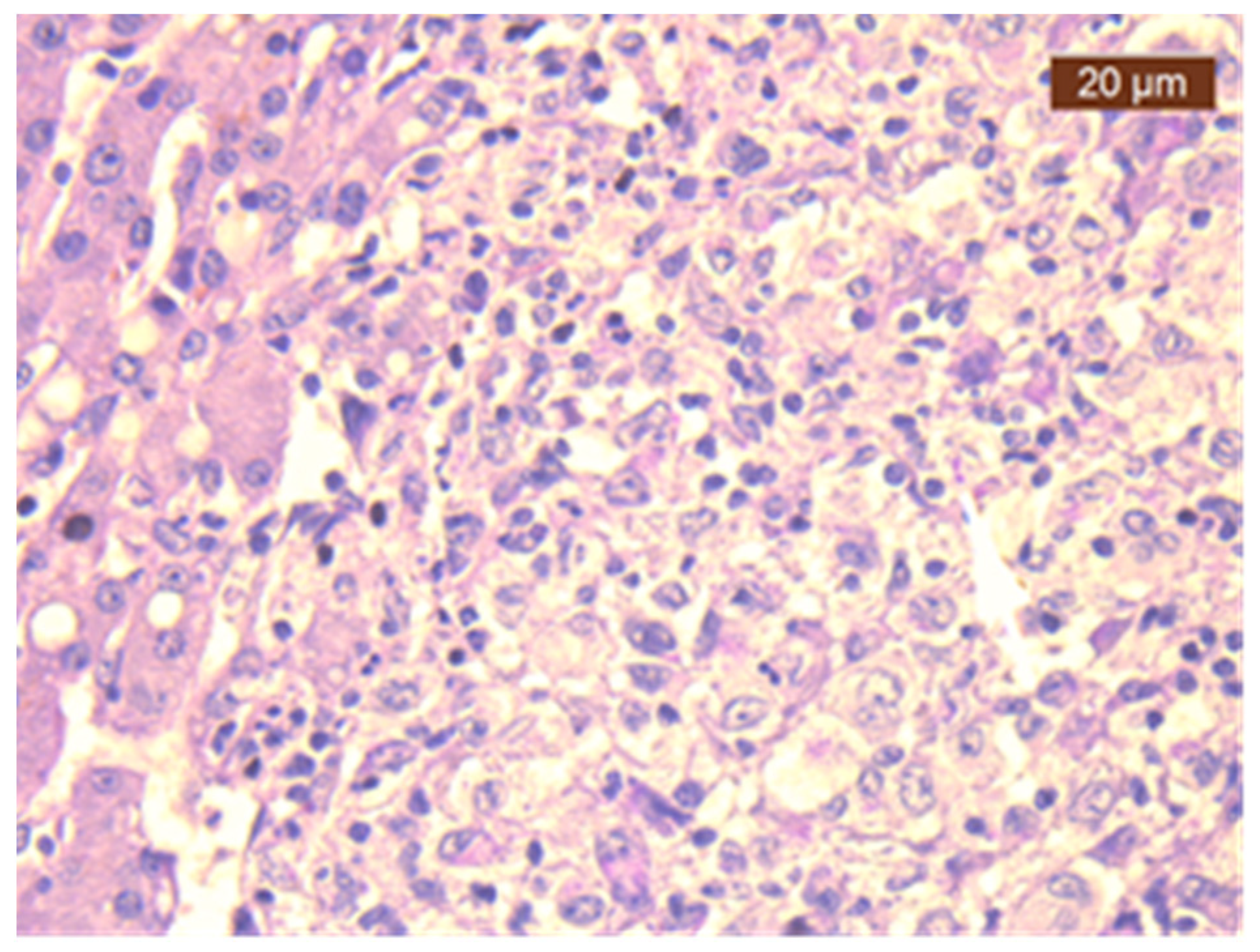 Diagnostics 14 02219 g003