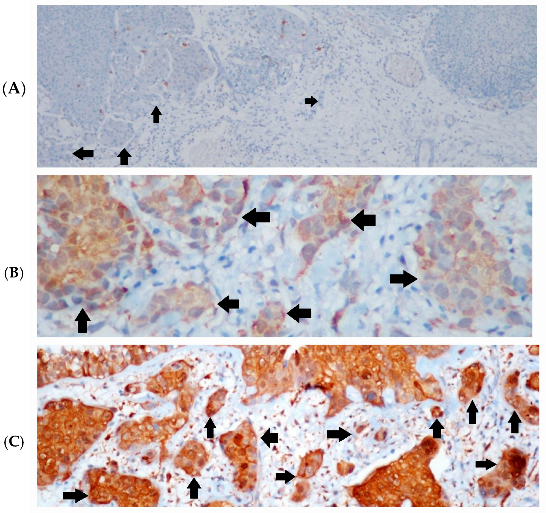 Diagnostics 14 02270 g001 Diagnostics 14 02270 g001