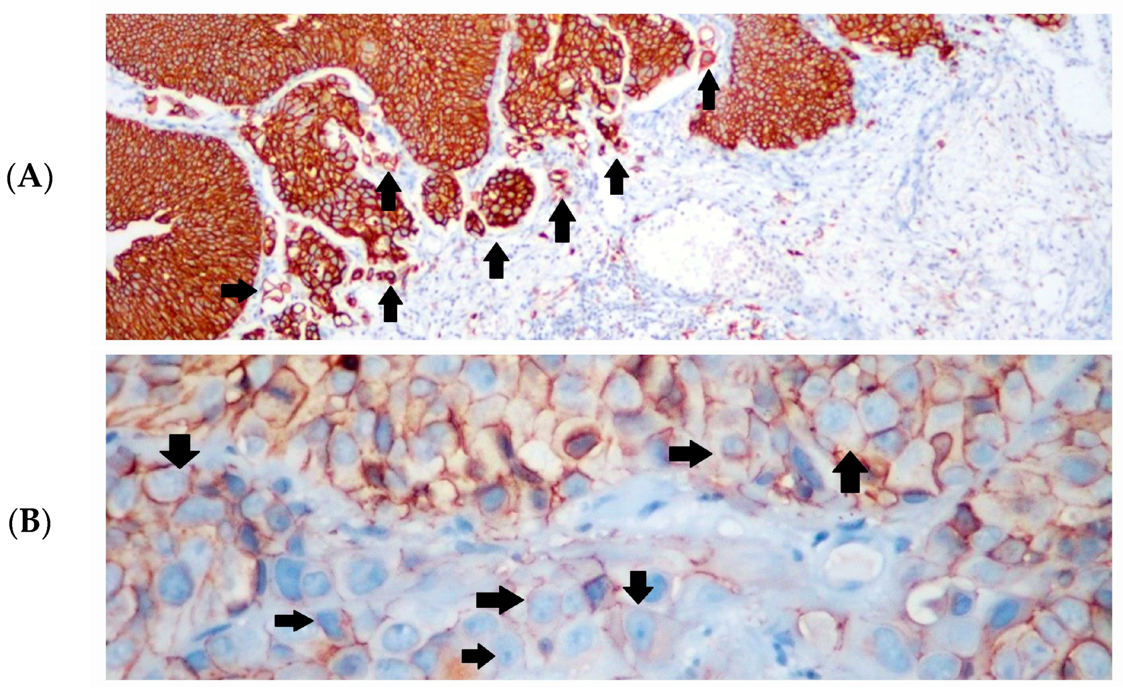 Diagnostics 14 02270 g002a Diagnostics 14 02270 g002a