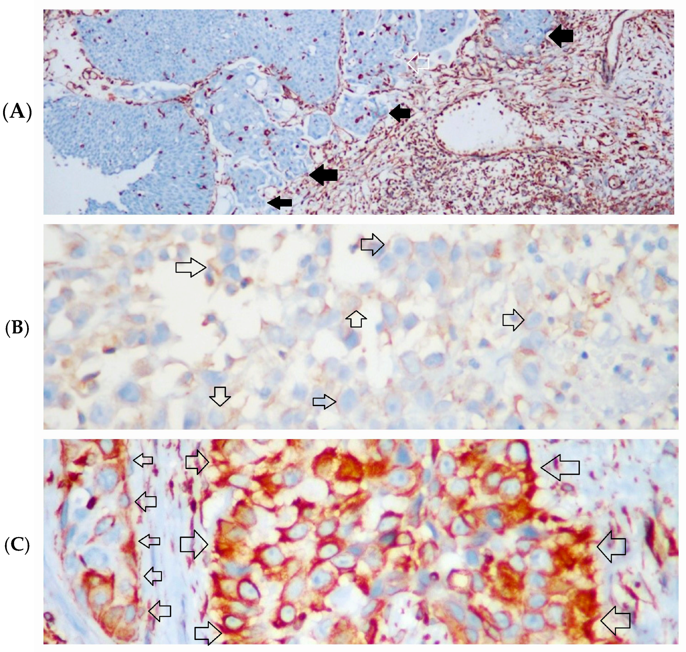 Diagnostics 14 02270 g003 Diagnostics 14 02270 g003