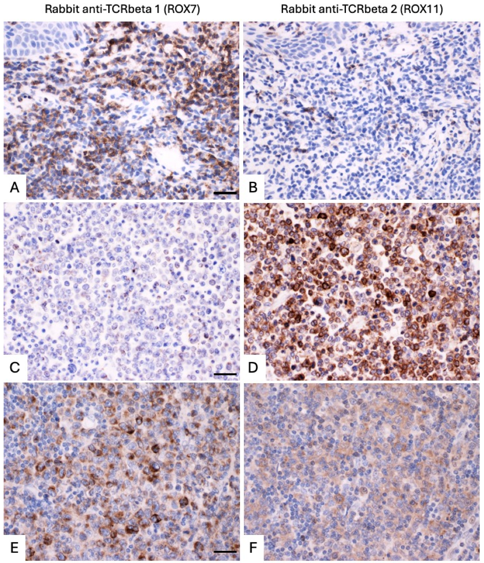 Diagnostics 14 02479 g005