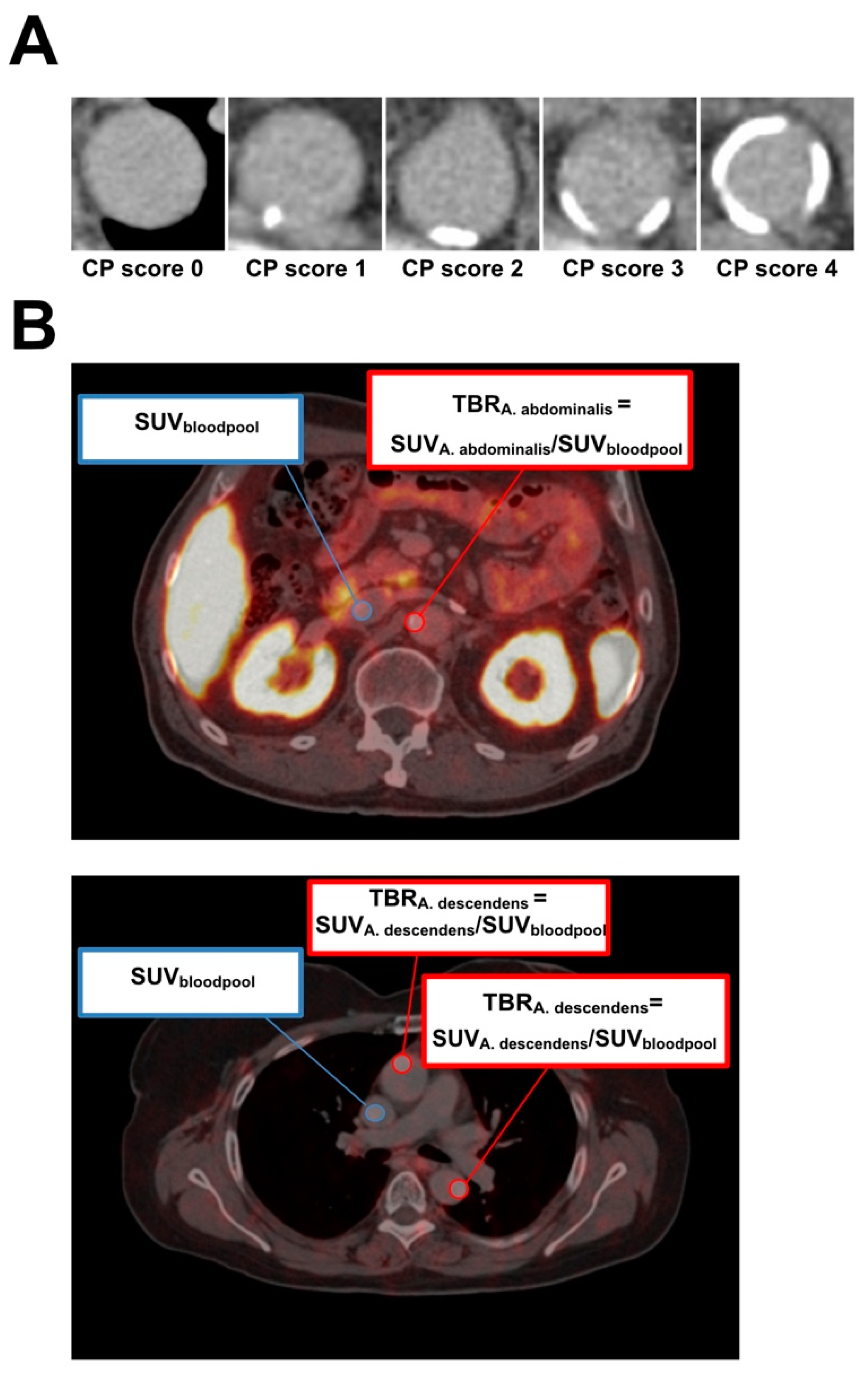 Diagnostics 14 02486 g001