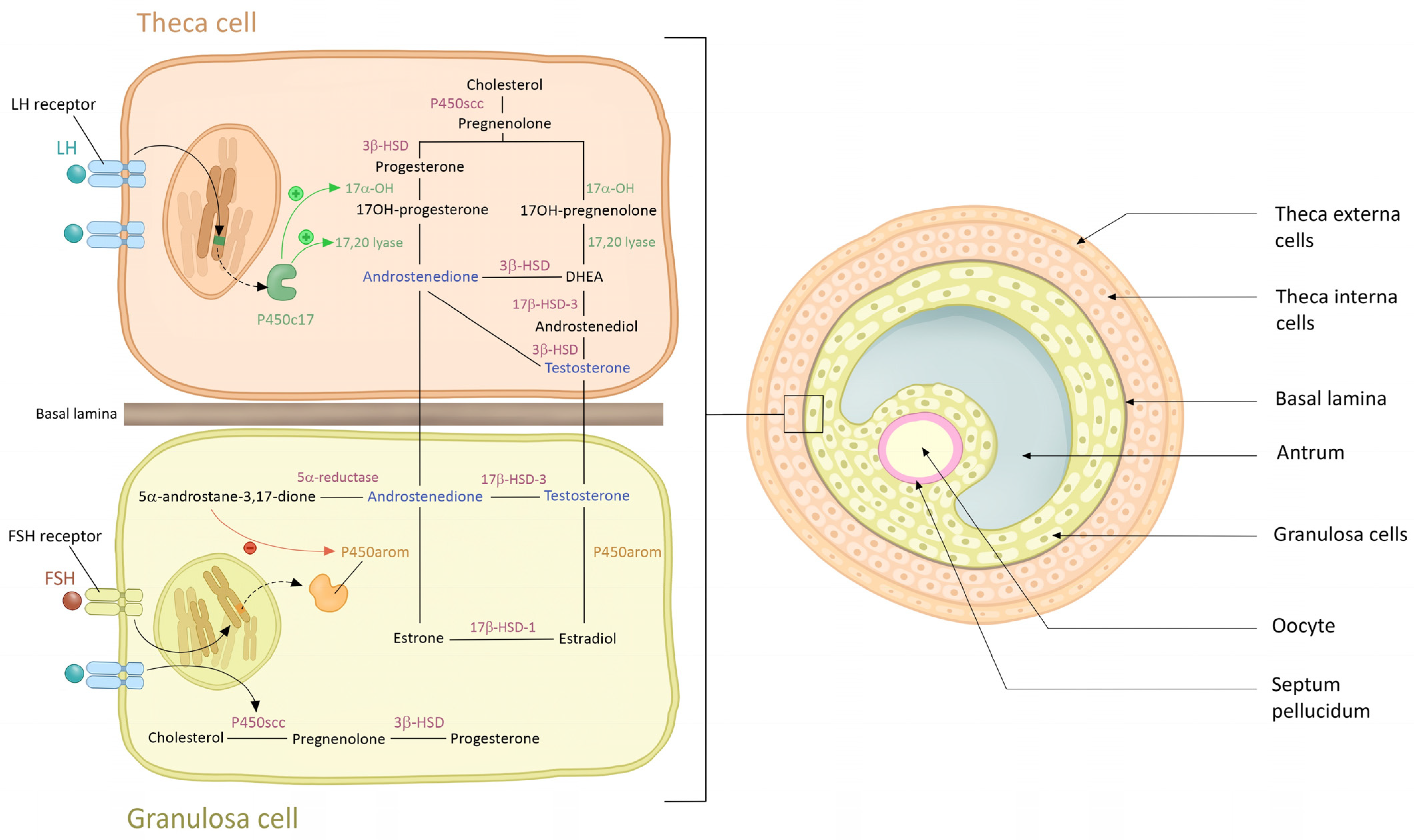 Diagnostics 14 02578 g002