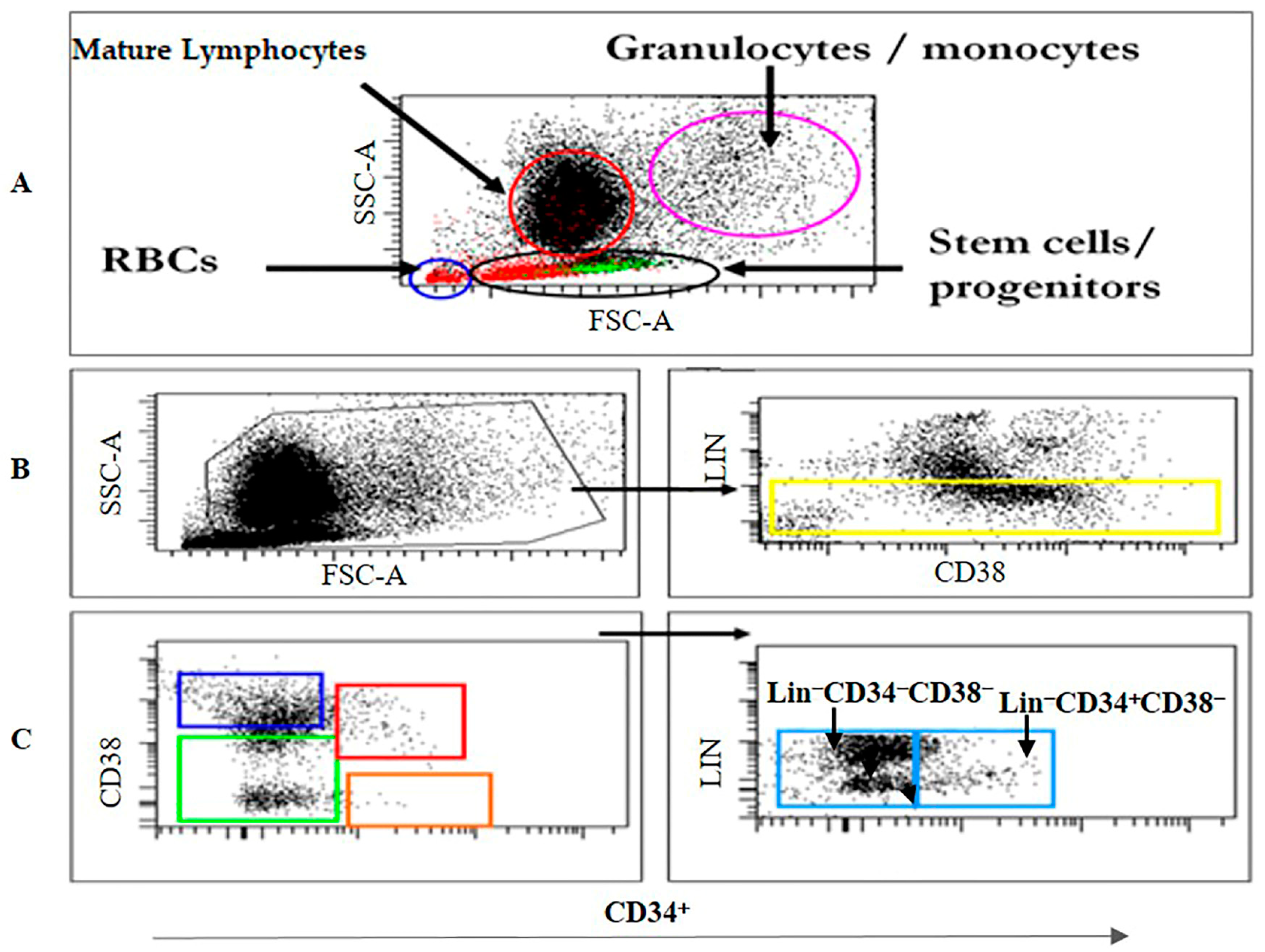 Diagnostics 15 00447 g002