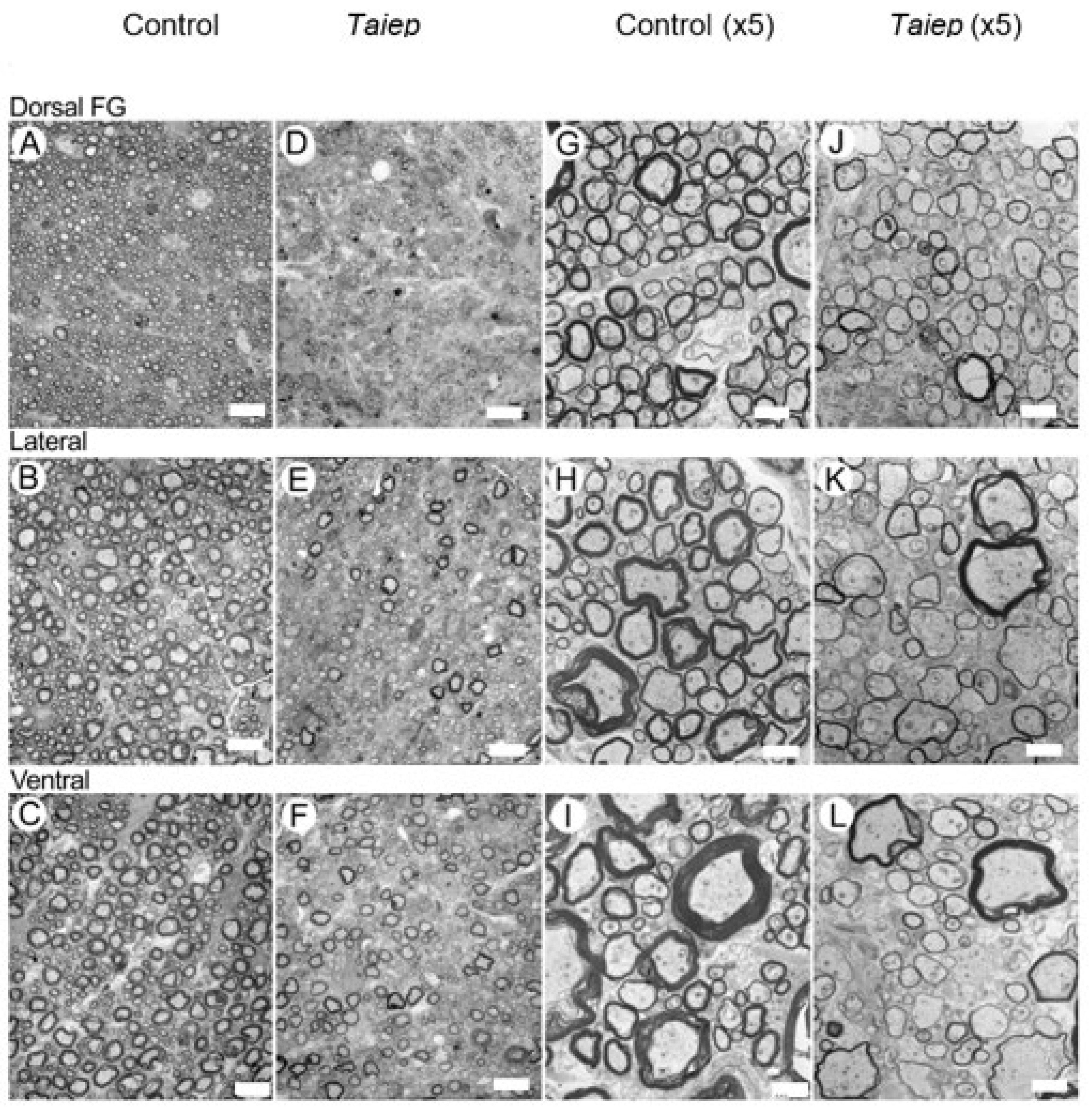 Diagnostics 15 00837 g005