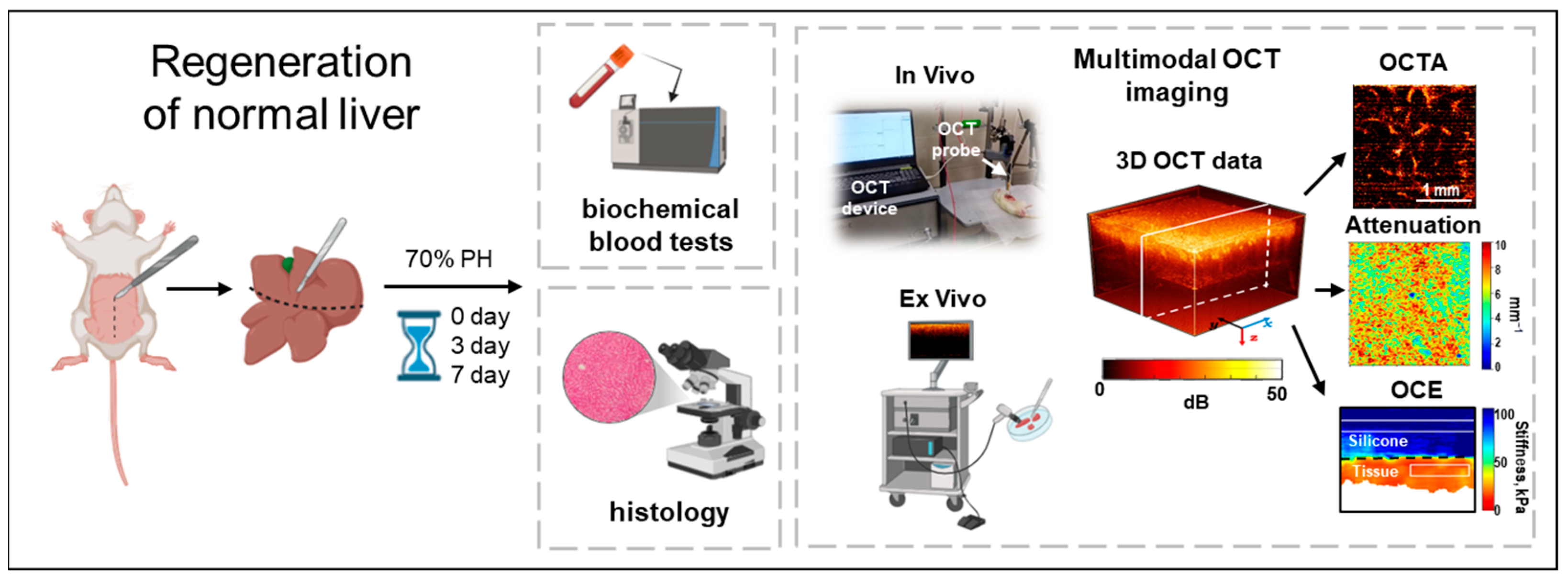 Diagnostics 15 00977 g001