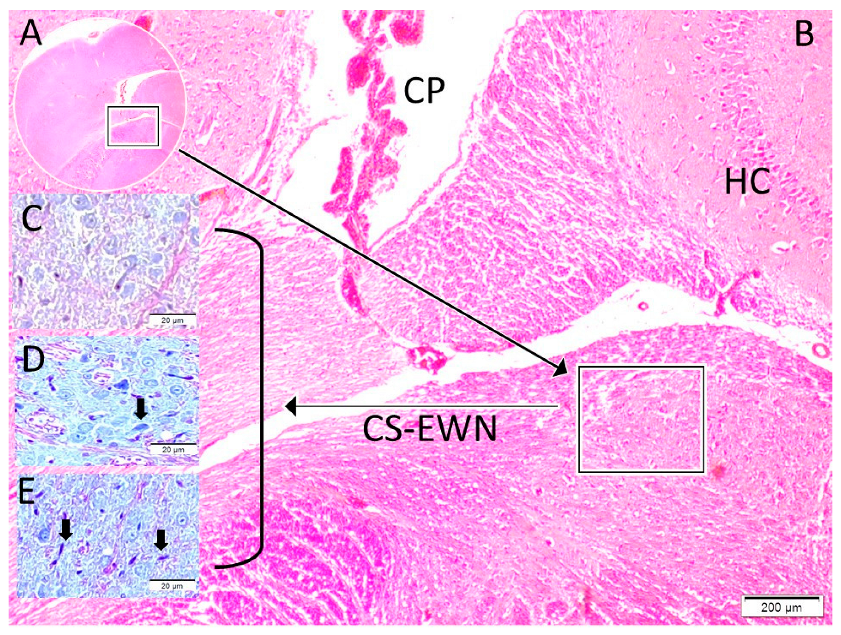 Diagnostics 15 02696 g002 Diagnostics 15 02696 g002