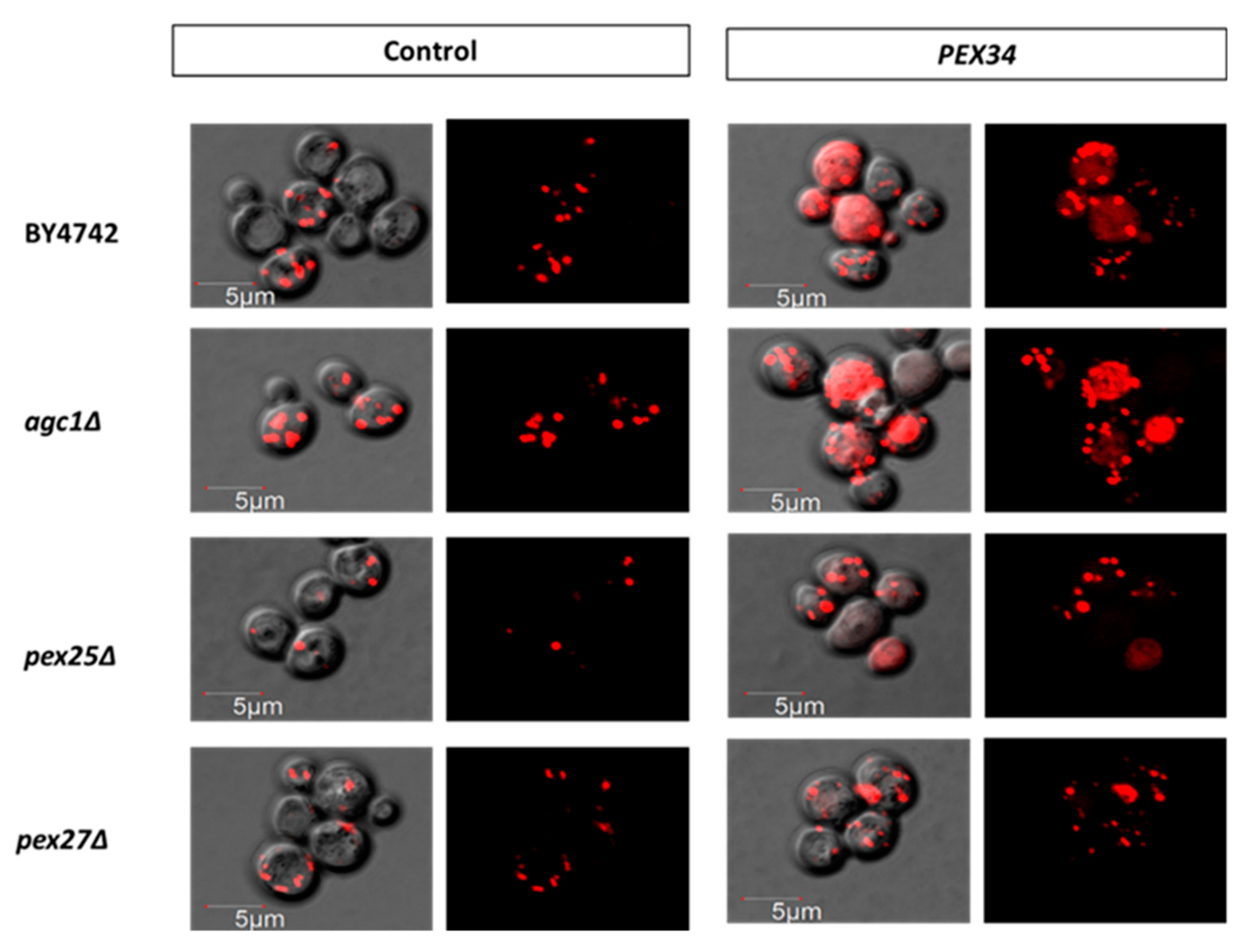 Diseases 08 00002 g005