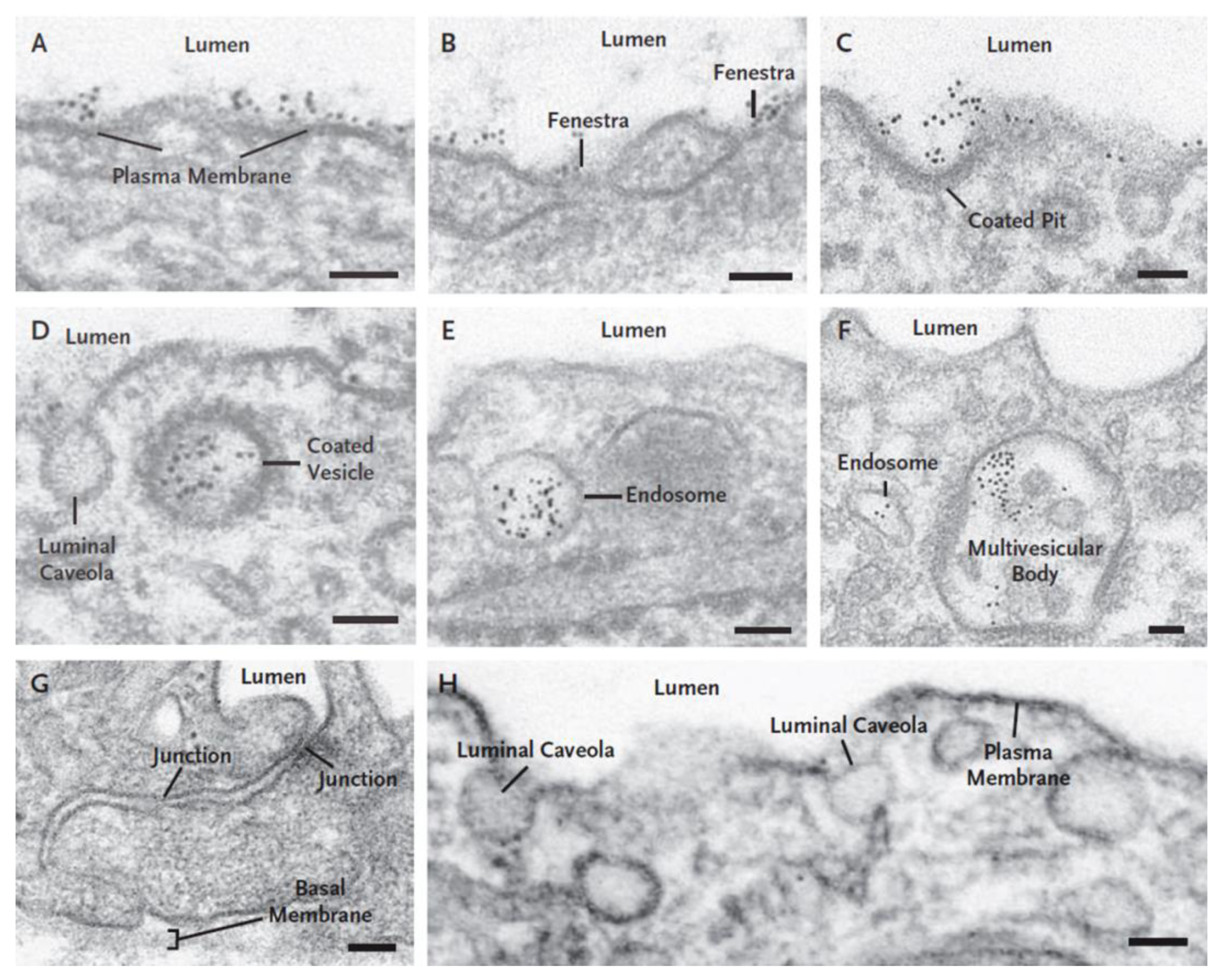 Diseases 09 00028 g003 Diseases 09 00028 g003