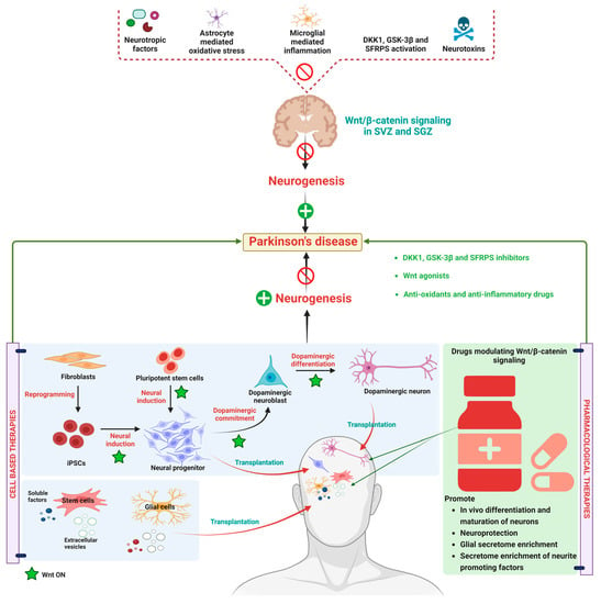 Diseases | Free Full-Text | WNT-β Catenin Signaling as a Potential ...