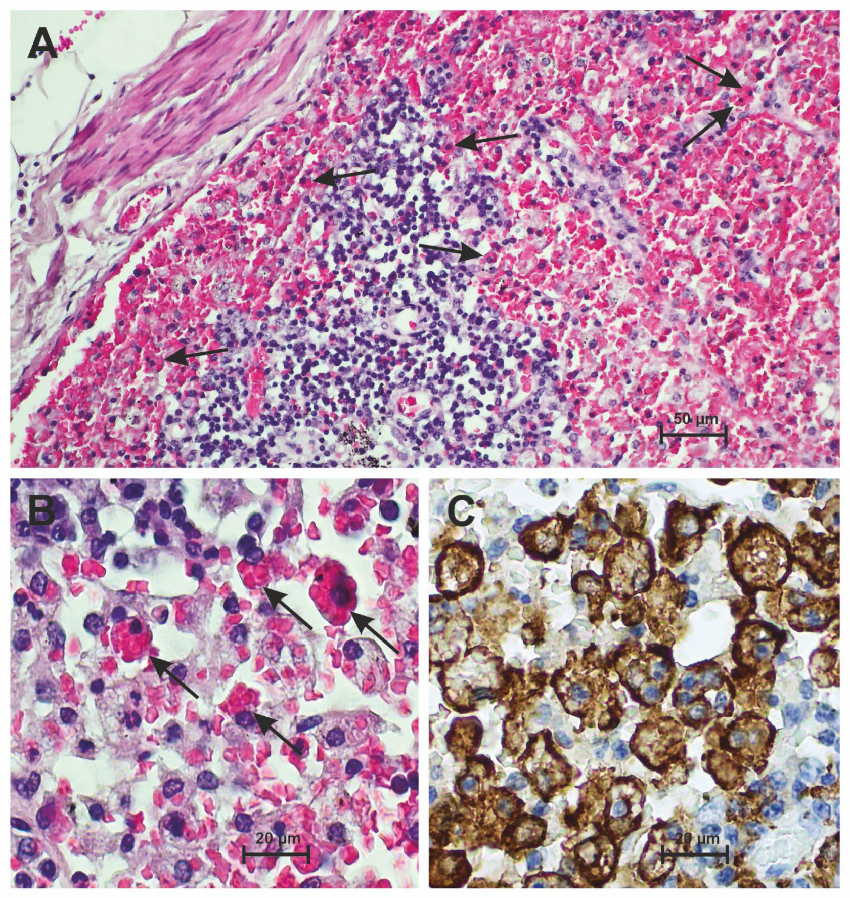 Diseases 12 00241 g001