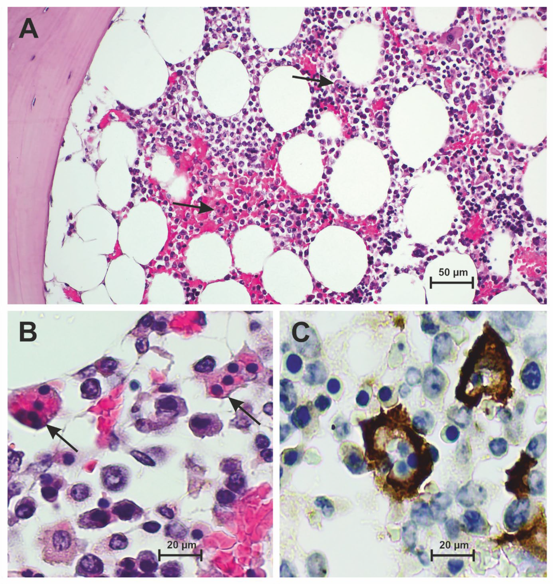 Diseases 12 00241 g002