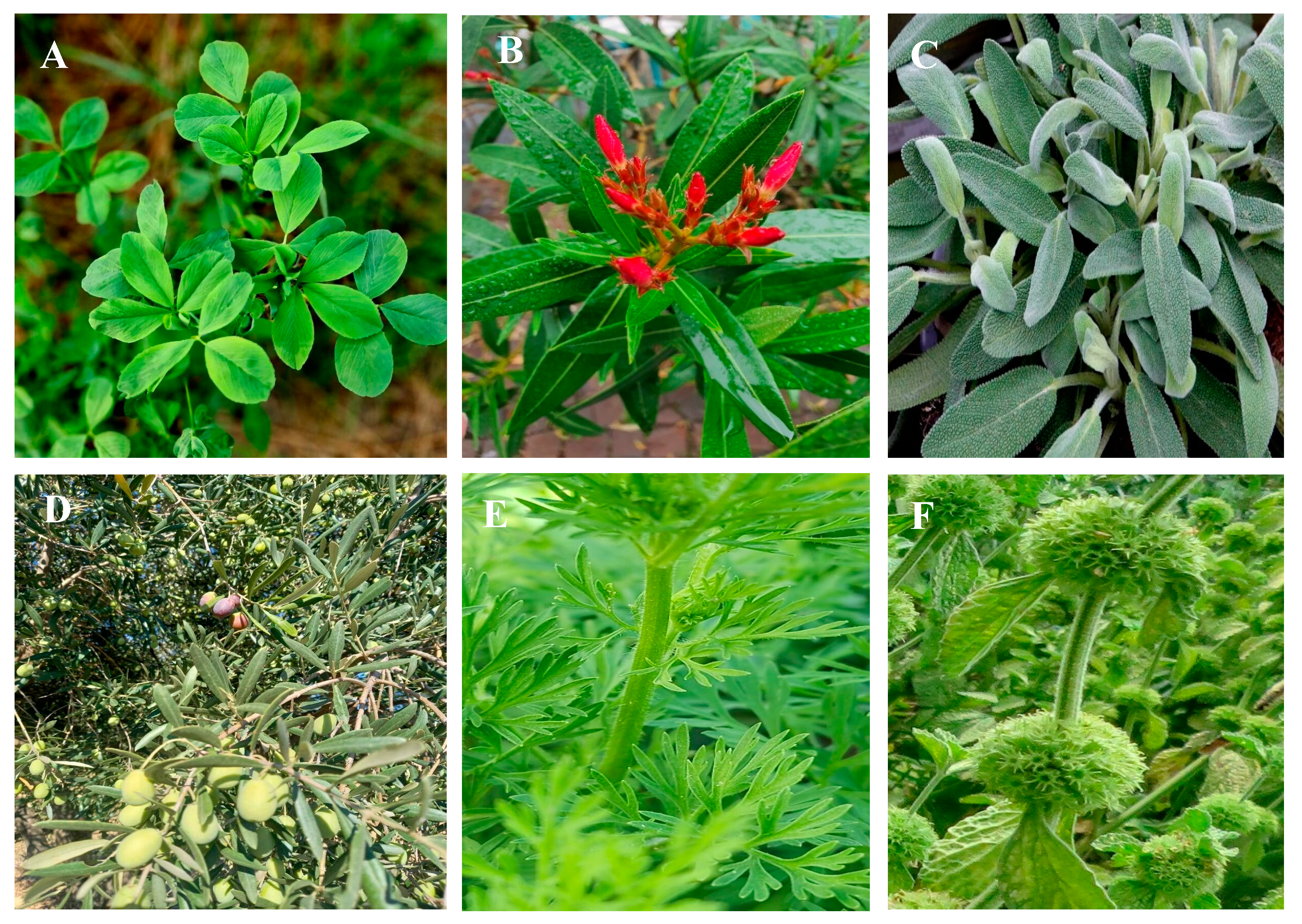 Diseases 12 00246 g007 Diseases 12 00246 g007