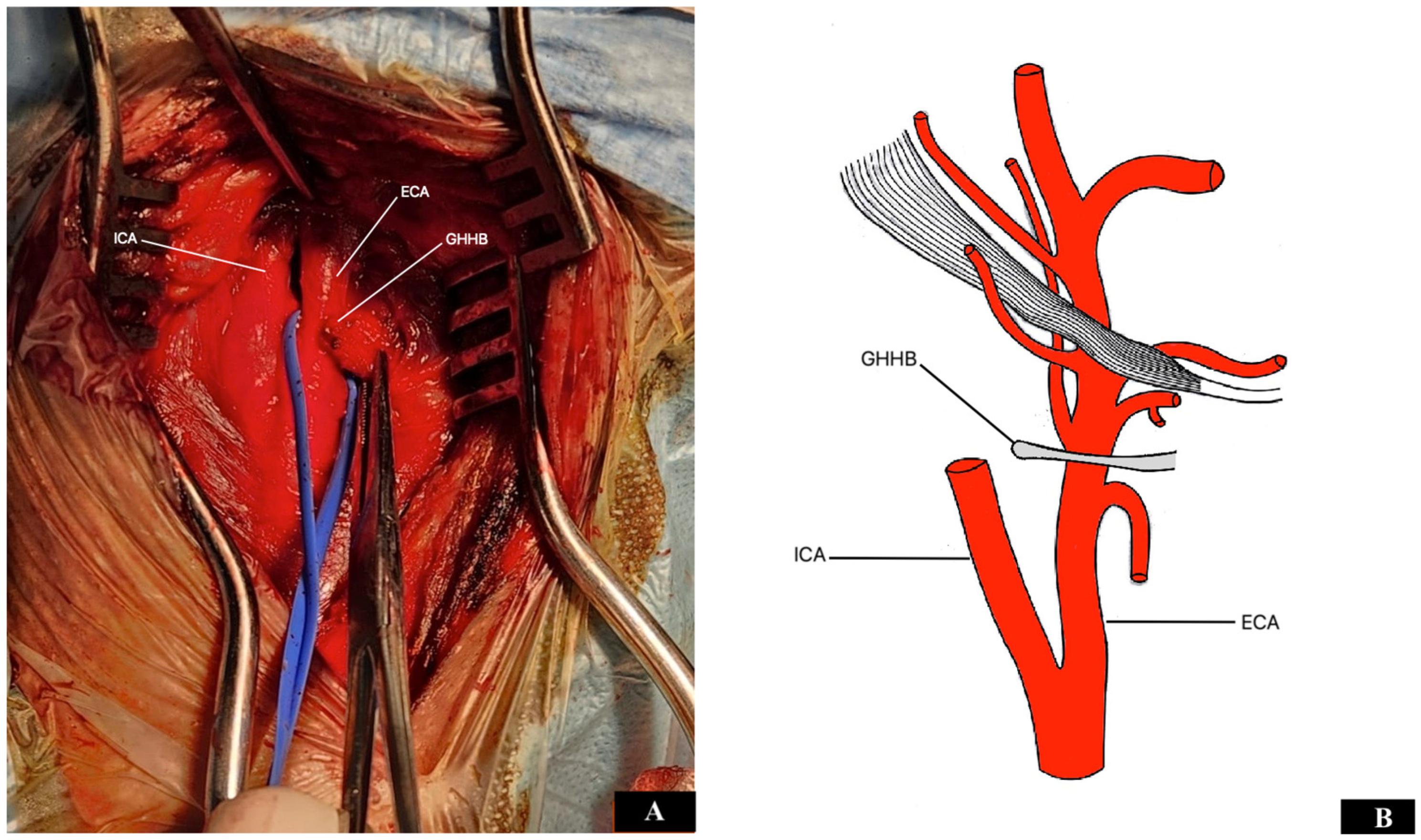 Diseases 12 00258 g002