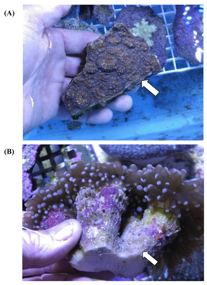  Live Saltwater Coral Frag - Forest Green Acropora (Colony  2-3) : Pet Supplies