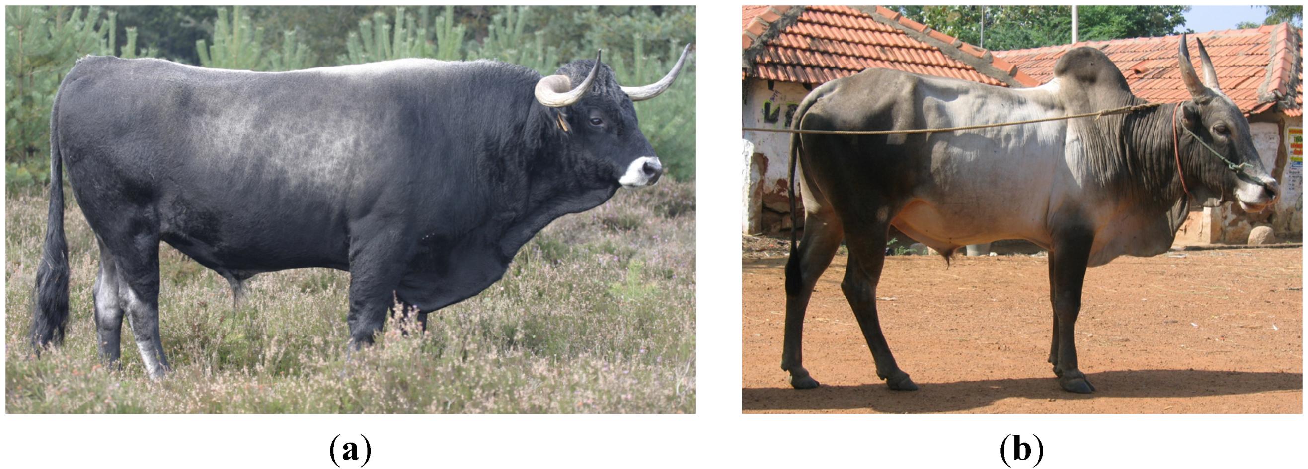 chianina bull with horns