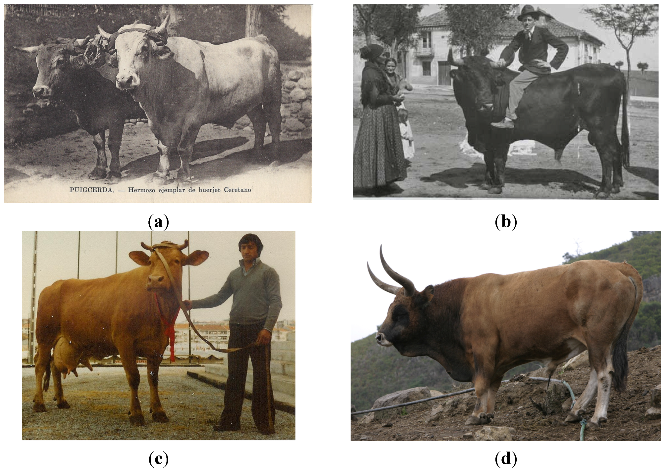 Diversity | Free Full-Text | On the History of Cattle Genetic Resources