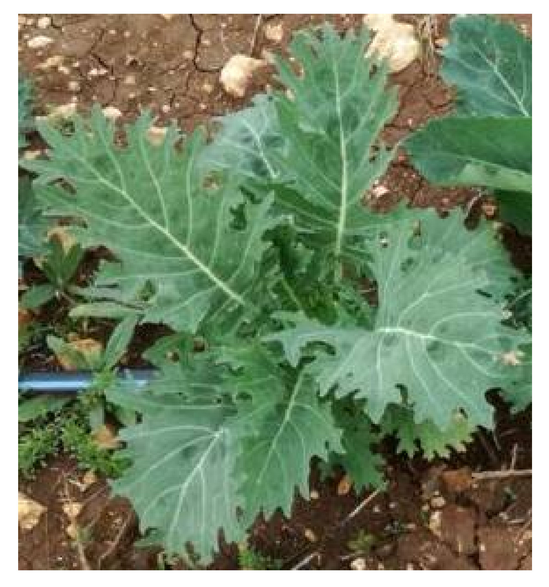 Diversity | Free Full-Text | Genetic, Bio-Agronomic, and Nutritional  Characterization of Kale (Brassica Oleracea L. var. Acephala) Diversity in  Apulia, Southern Italy