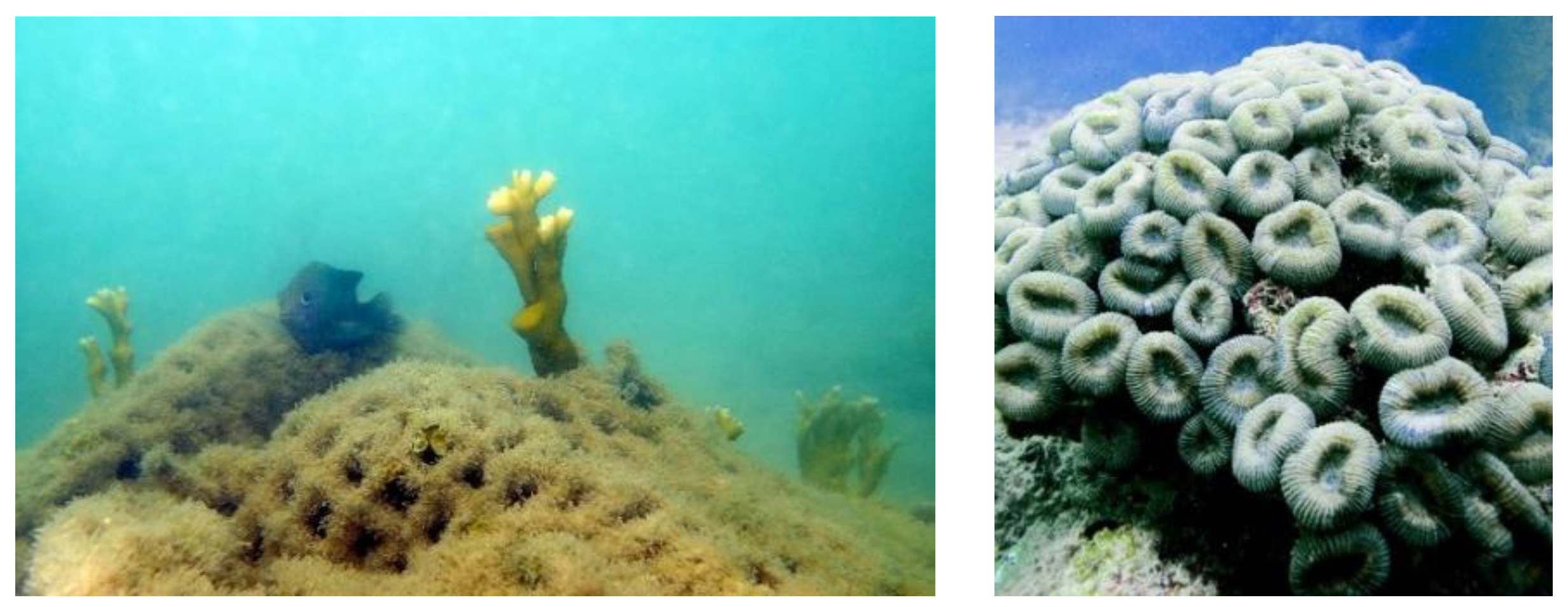 Human impacts are 'decoupling' coral reef ecosystems