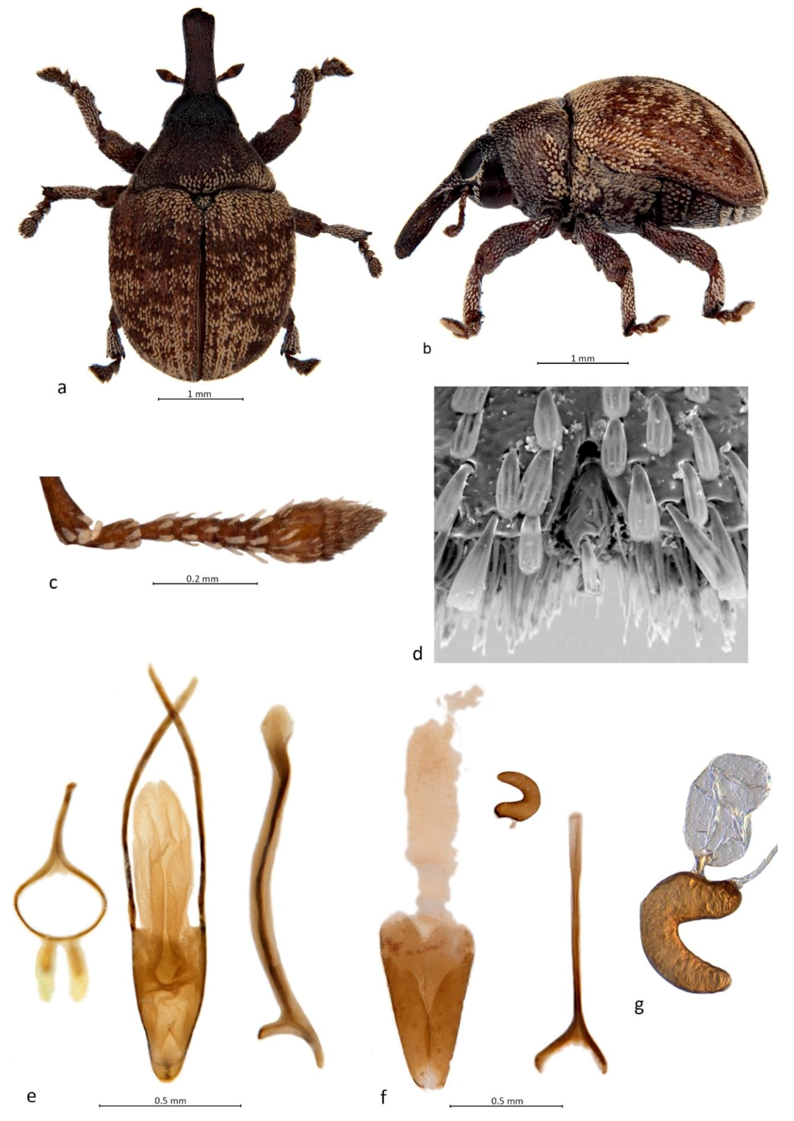 PDF) Growth Performance of the Red-Stripe Weevil Rhynchophorus schach Oliv.  (Insecta: Coleoptera: Curculionidae) on Meridic Diets