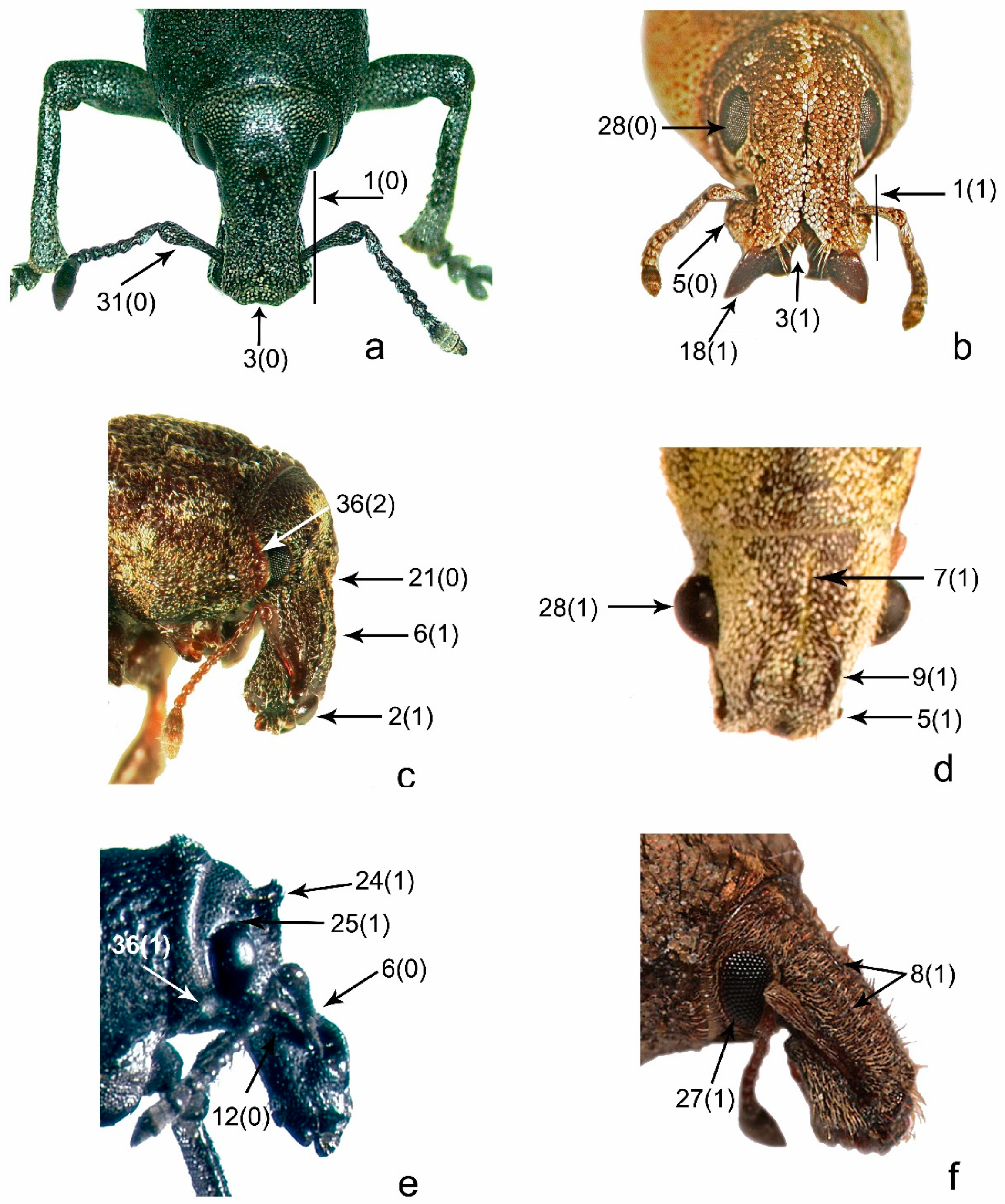 Diversity | Free Full-Text | A Combined Molecular and Morphological  Approach to Explore the Higher Phylogeny of Entimine Weevils (Coleoptera:  Curculionidae), with Special Reference to South American Taxa | HTML