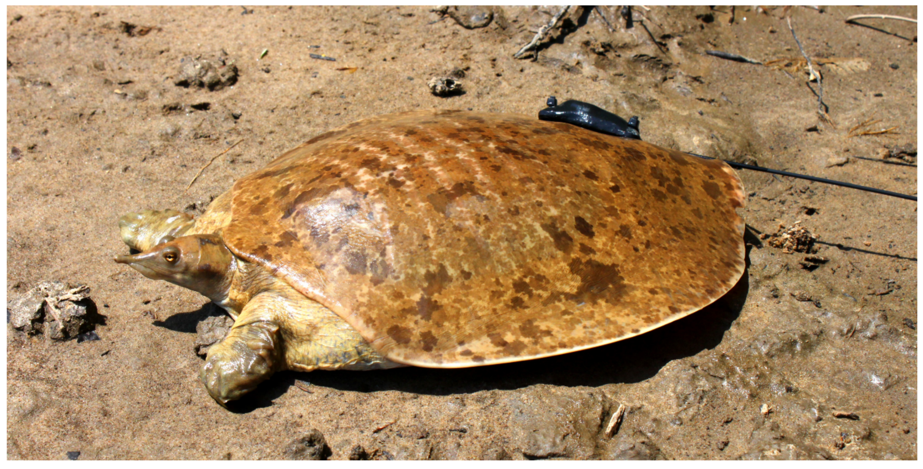 Diversity Free Full-Text Movement and Home Range of the Smooth Softshell Turtle (Apalone mutica) Spatial Ecology of a River Specialist image