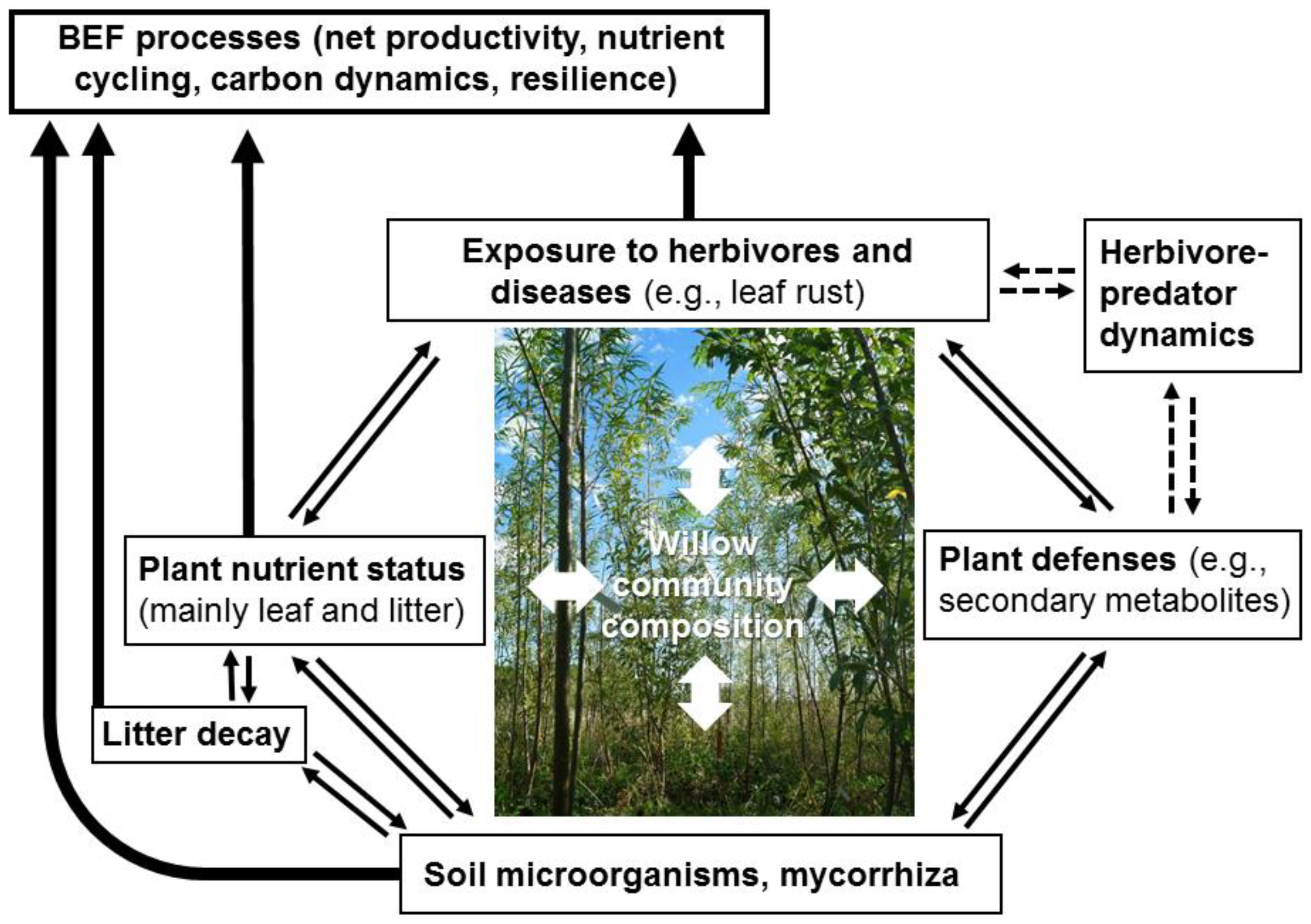 Diversity | Free Full-Text | Willow Short-Rotation Coppice as Model ...