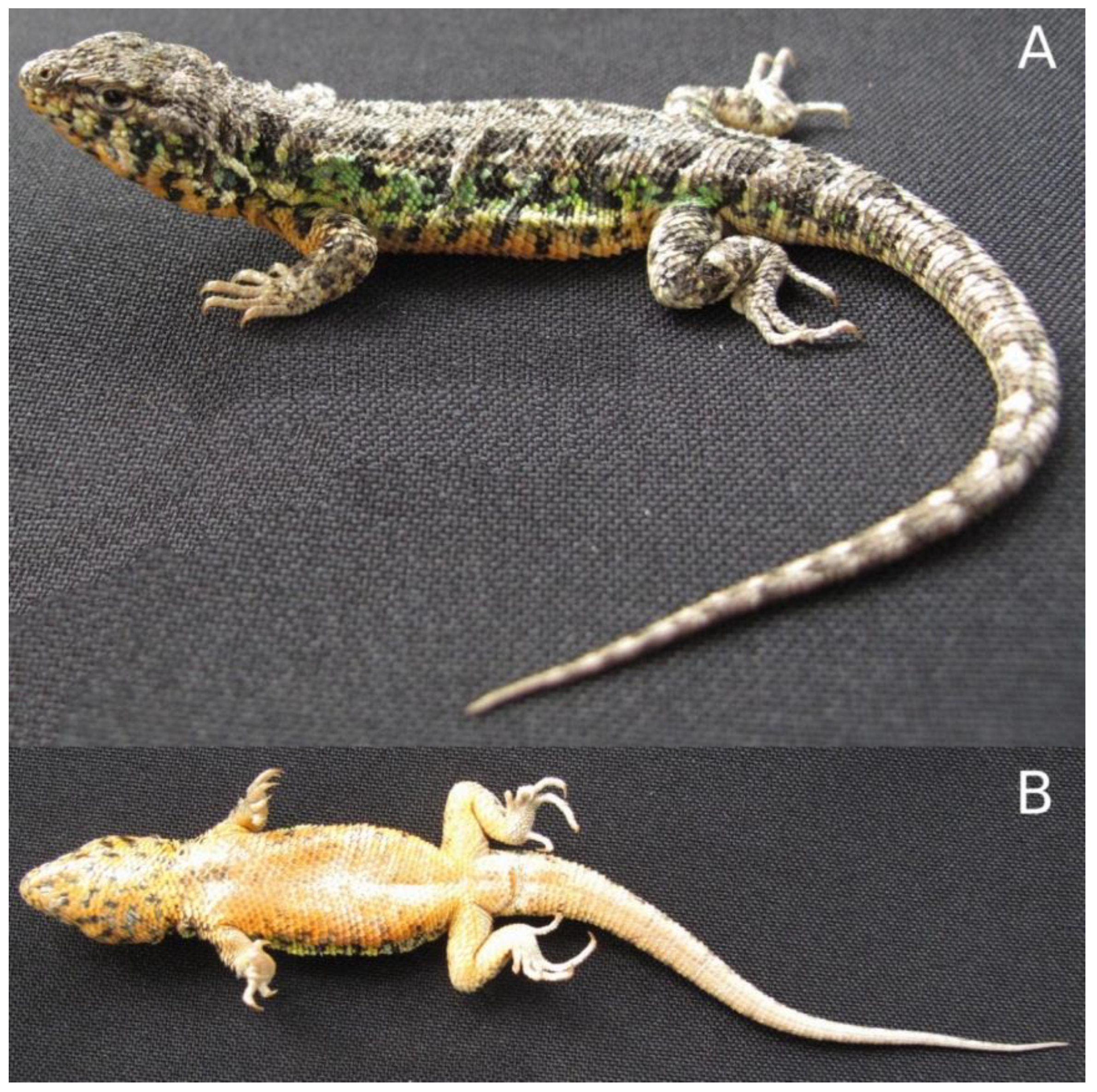 2381px x 2370px - Diversity | Free Full-Text | Three New Lizard Species of the Liolaemus  montanus Group from PerÃº