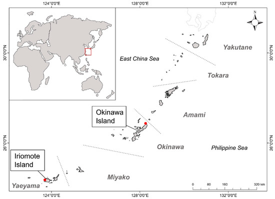 Diversity | Free Full-Text | Zooxanthellate, Sclerite-Free, and  Pseudopinnuled Octocoral Hadaka nudidomus gen. nov. et sp. nov. (Anthozoa,  Octocorallia) from Mesophotic Reefs of the Southern Ryukyus Islands