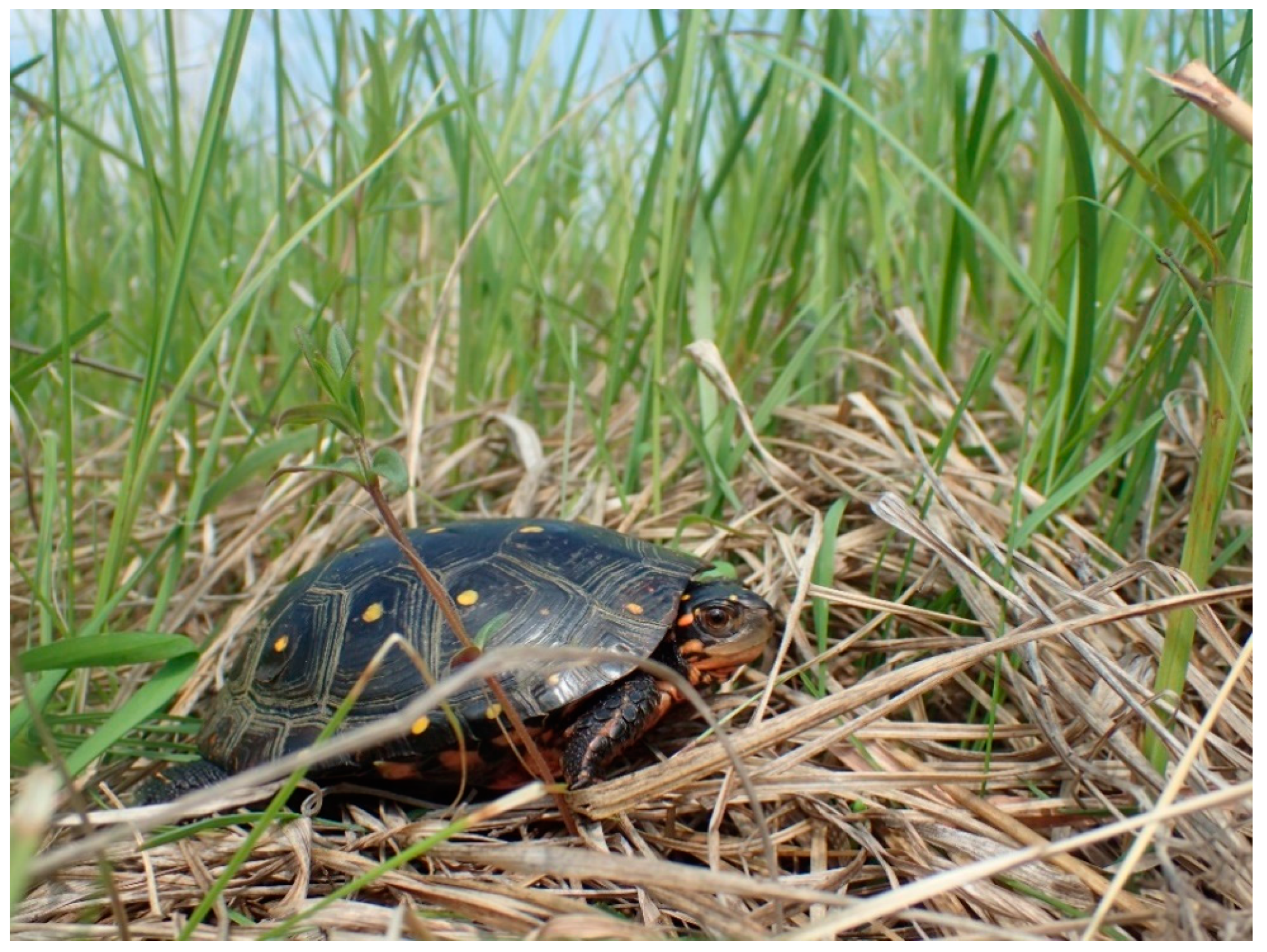 Diversity | Free Full-Text | A Long-Term Demographic Analysis of Spotted  Turtles (Clemmys guttata) in Illinois Using Matrix Models | HTML