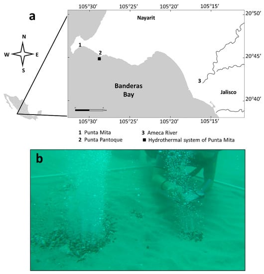 Diversity | Free Full-Text | First Record of Amphioxus Branchiostoma  californiense (Amphioxiformes: Branchiostomatidae) Adjacent to a Shallow  Submarine Hydrothermal System at Banderas Bay (Mexico)
