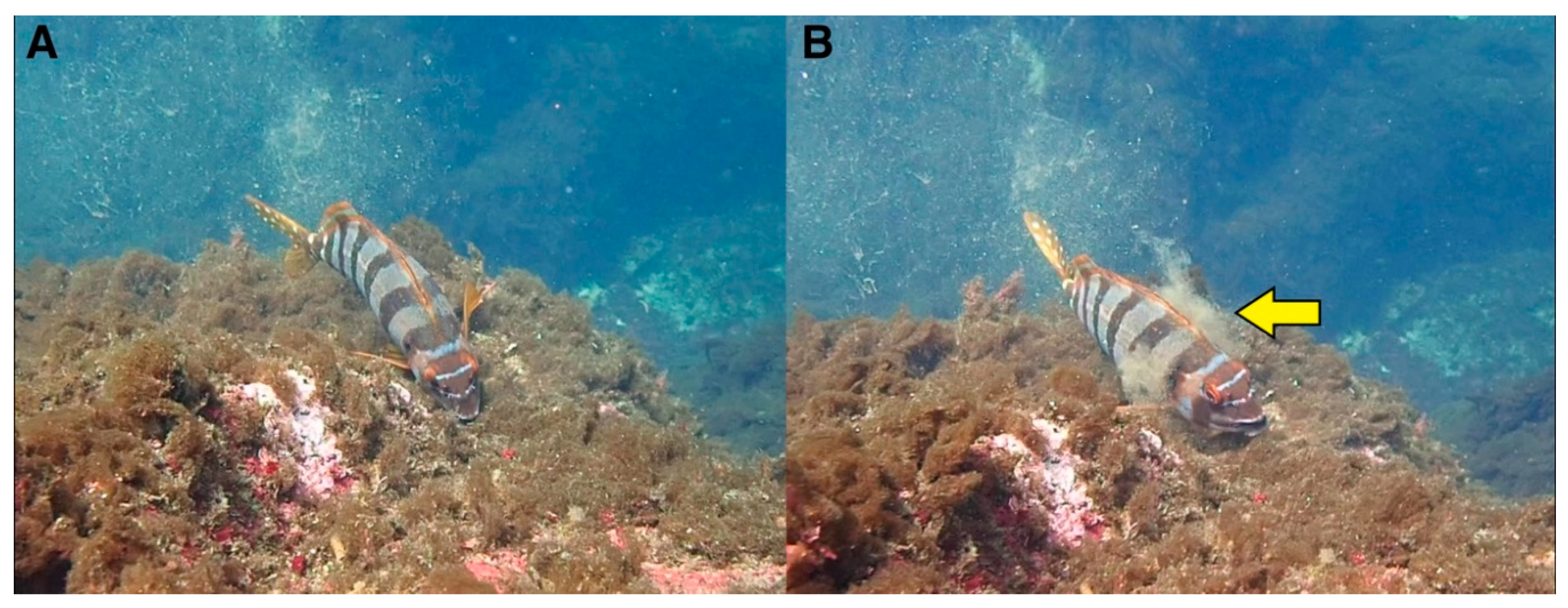 Diversity 11 00242 g004