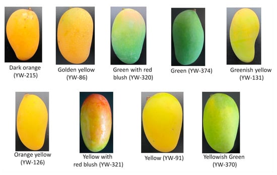Diversity | Free Full-Text | Diversity of a Large Collection of Natural  Populations of Mango (Mangifera indica Linn.) Revealed by  Agro-Morphological and Quality Traits | HTML