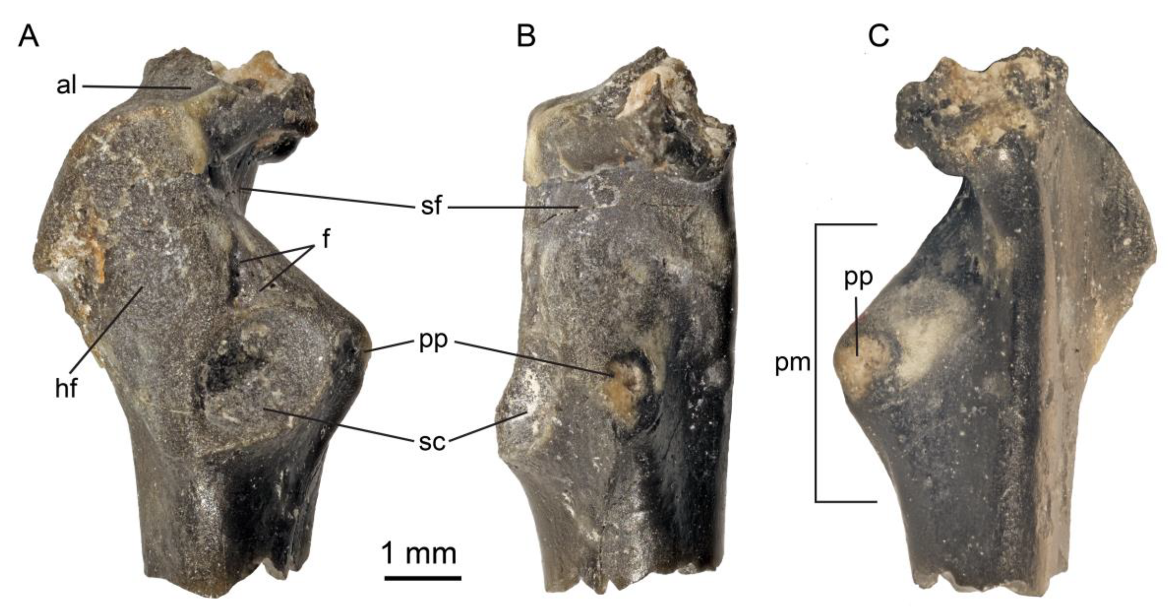 Help On ID for Misc. Lance Formation Fossils - Fossil ID - The Fossil Forum