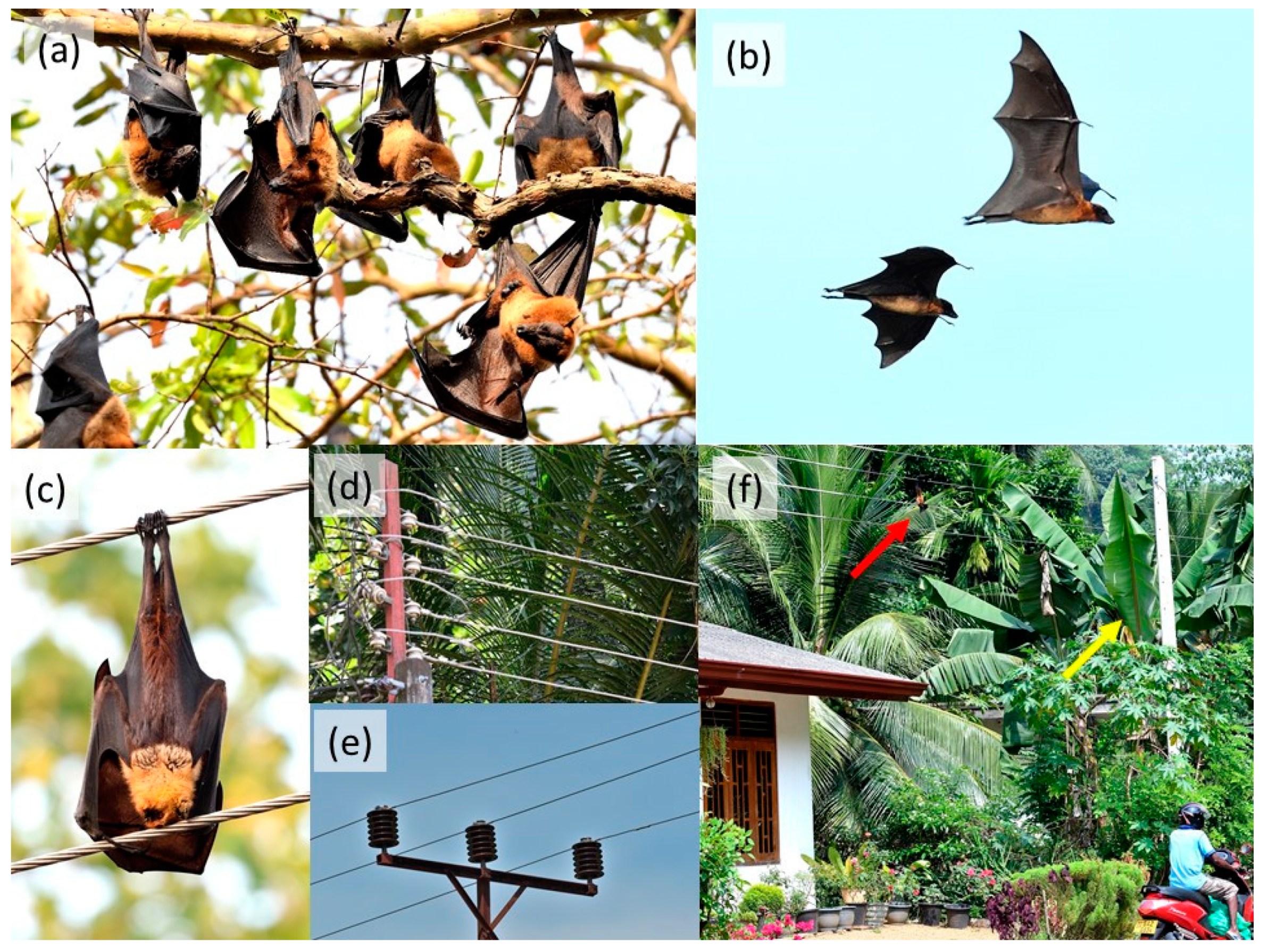 Diversity | Free Full-Text | Urban Sprawl, Food Subsidies and Power Lines:  An Ecological Trap for Large Frugivorous Bats in Sri Lanka?