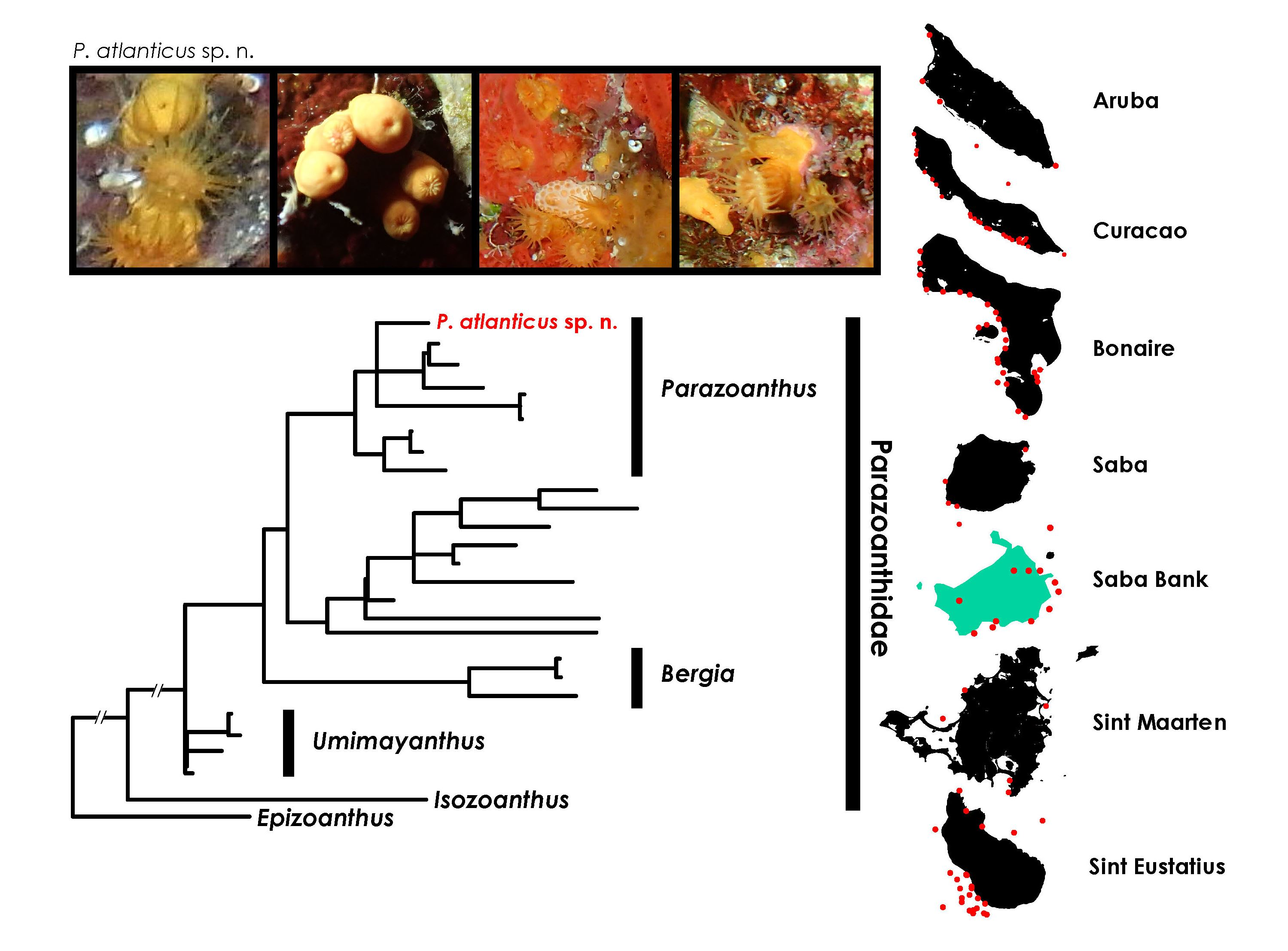 Diversity Free Full Text Zoantharia Cnidaria Hexacorallia Of The Dutch Caribbean And One New Species Of Parazoanthus Html