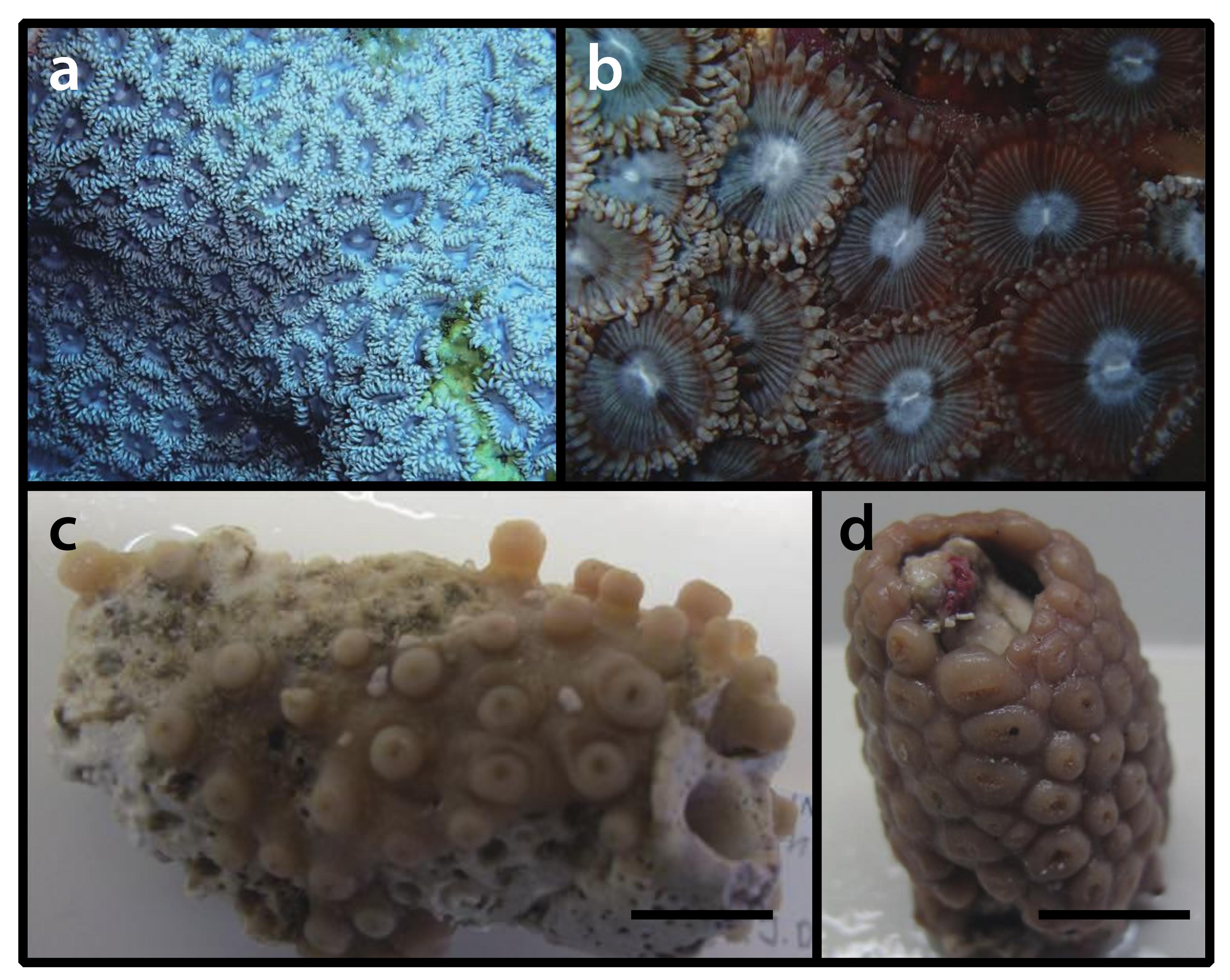 Diversity | Free Full-Text | Zoantharia (Cnidaria: Hexacorallia) of the  Dutch Caribbean and One New Species of Parazoanthus
