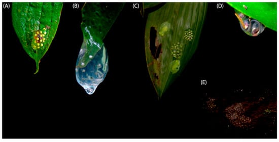 Diversity | Free Full-Text | Glassfrogs of Ecuador: Diversity, Evolution,  and Conservation