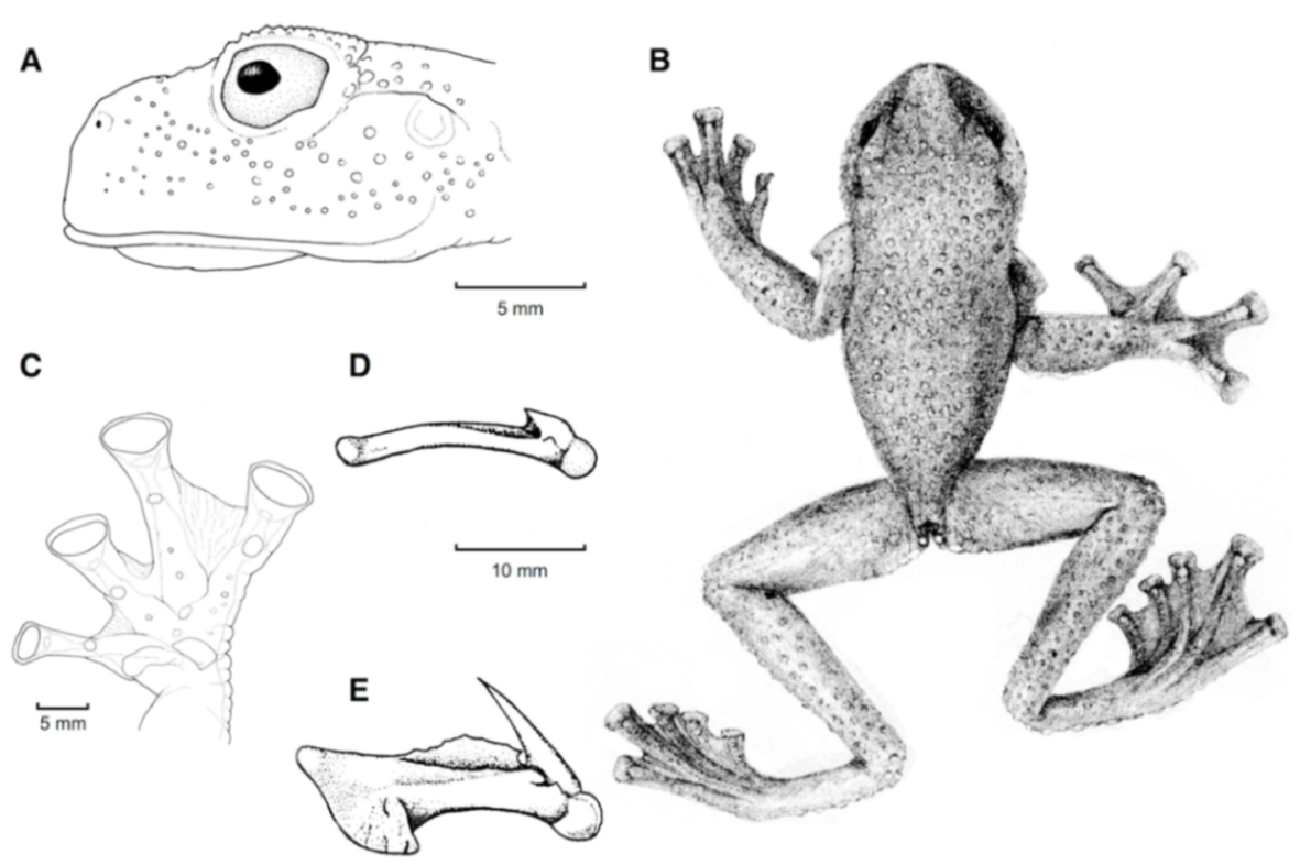 anterior limbs of frog with parts