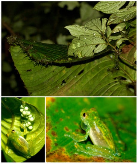 Diversity | Free Full-Text | Glassfrogs of Ecuador: Diversity, Evolution,  and Conservation | HTML