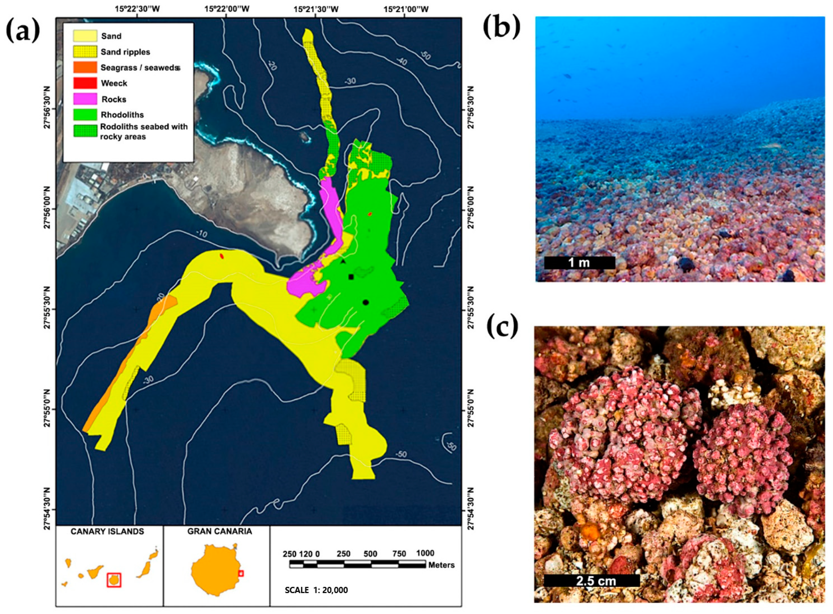 Diversity Free Full Text Brachyuran Crabs Decapoda Associated With Rhodolith Beds Spatio Temporal Variability At Gran Canaria Island