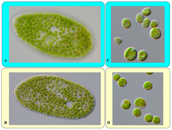 Introduction to the Green Algae