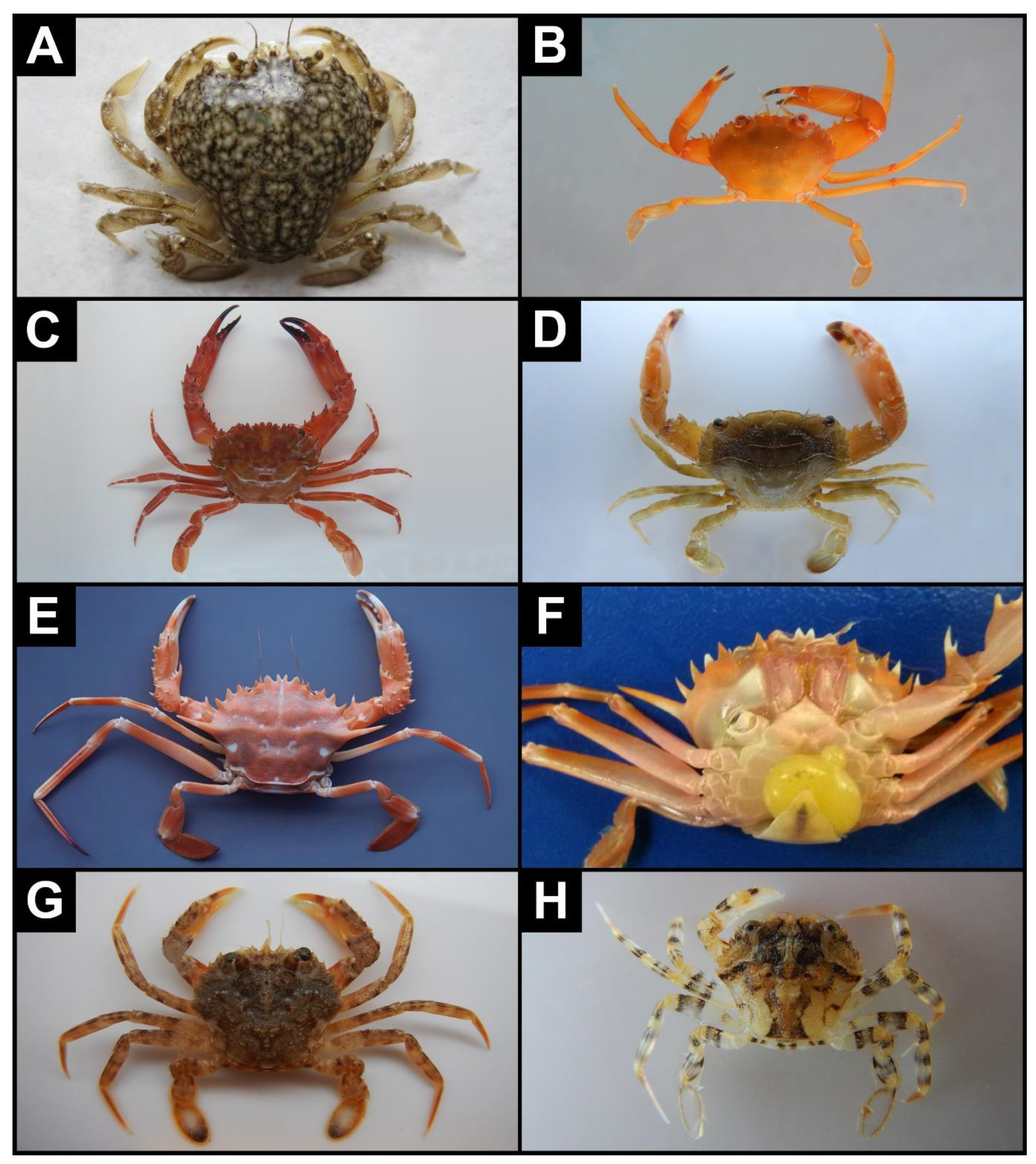 Diversity | Free Full-Text | Crustacea Decapoda from the Rhodes Island Area  (Eastern Mediterranean): New Records and an Updated Checklist