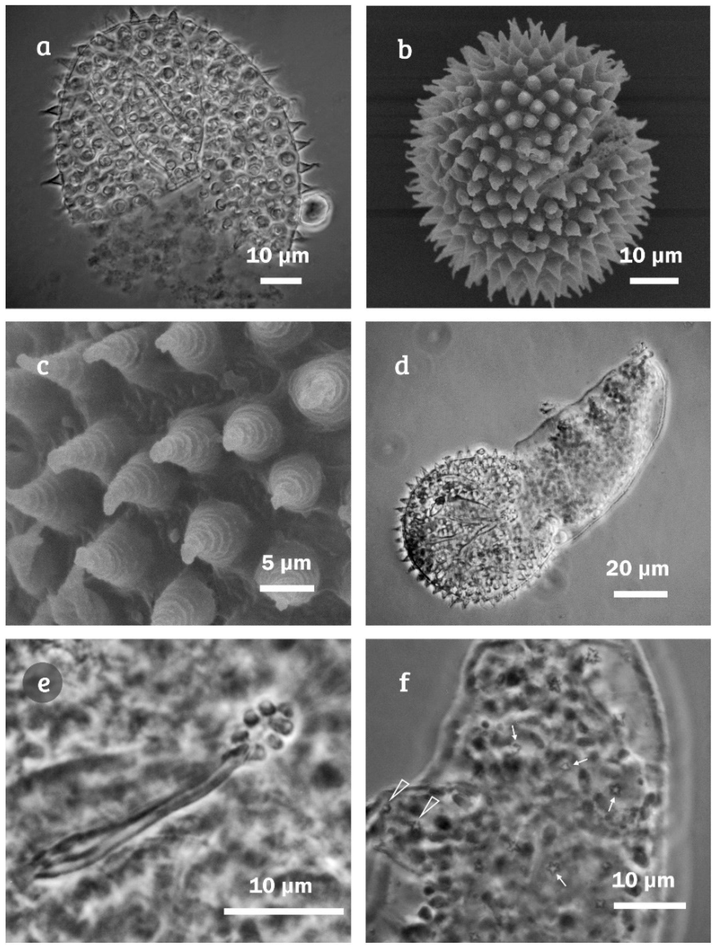 https://www.mdpi.com/diversity/diversity-12-00271/article_deploy/html/images/diversity-12-00271-g008.png