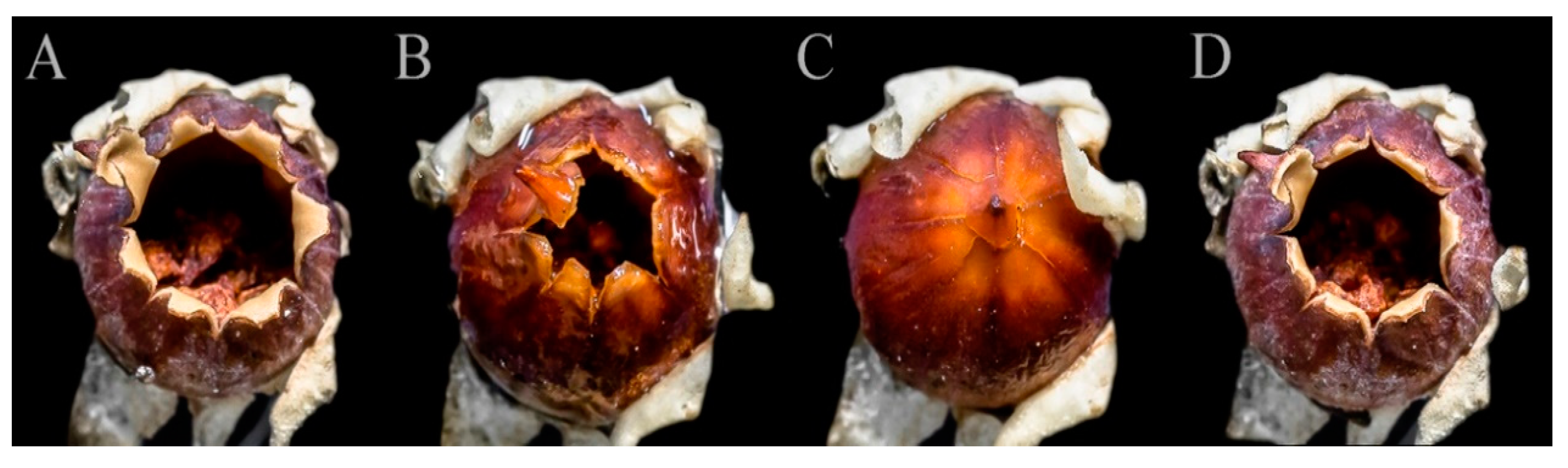 Diversity 12 00291 g002 Diversity 12 00291 g002