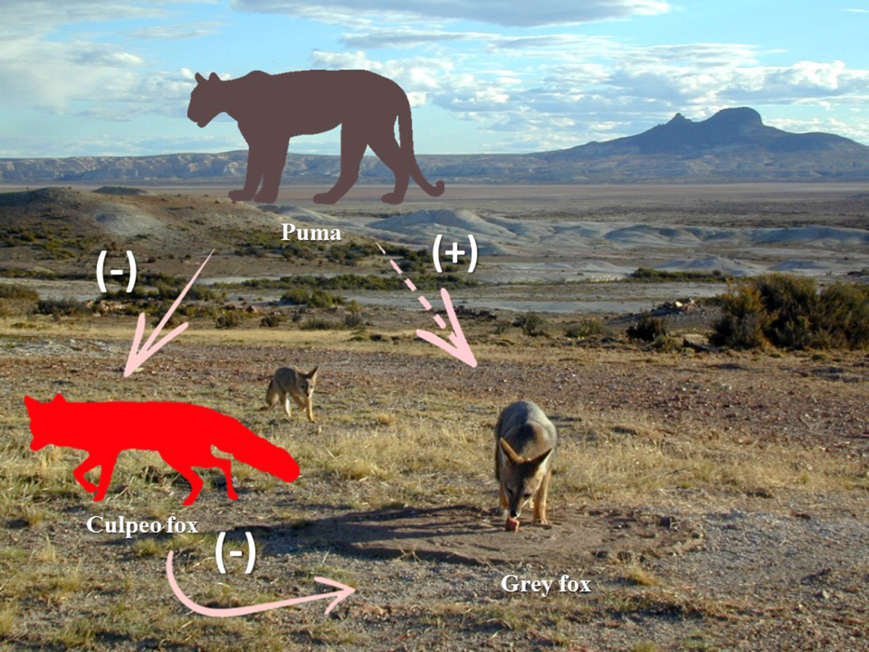 Diversity | Free Full-Text | Inferring Species Interactions from Long-Term  Monitoring Programs: Carnivores in a Protected Area from Southern Patagonia