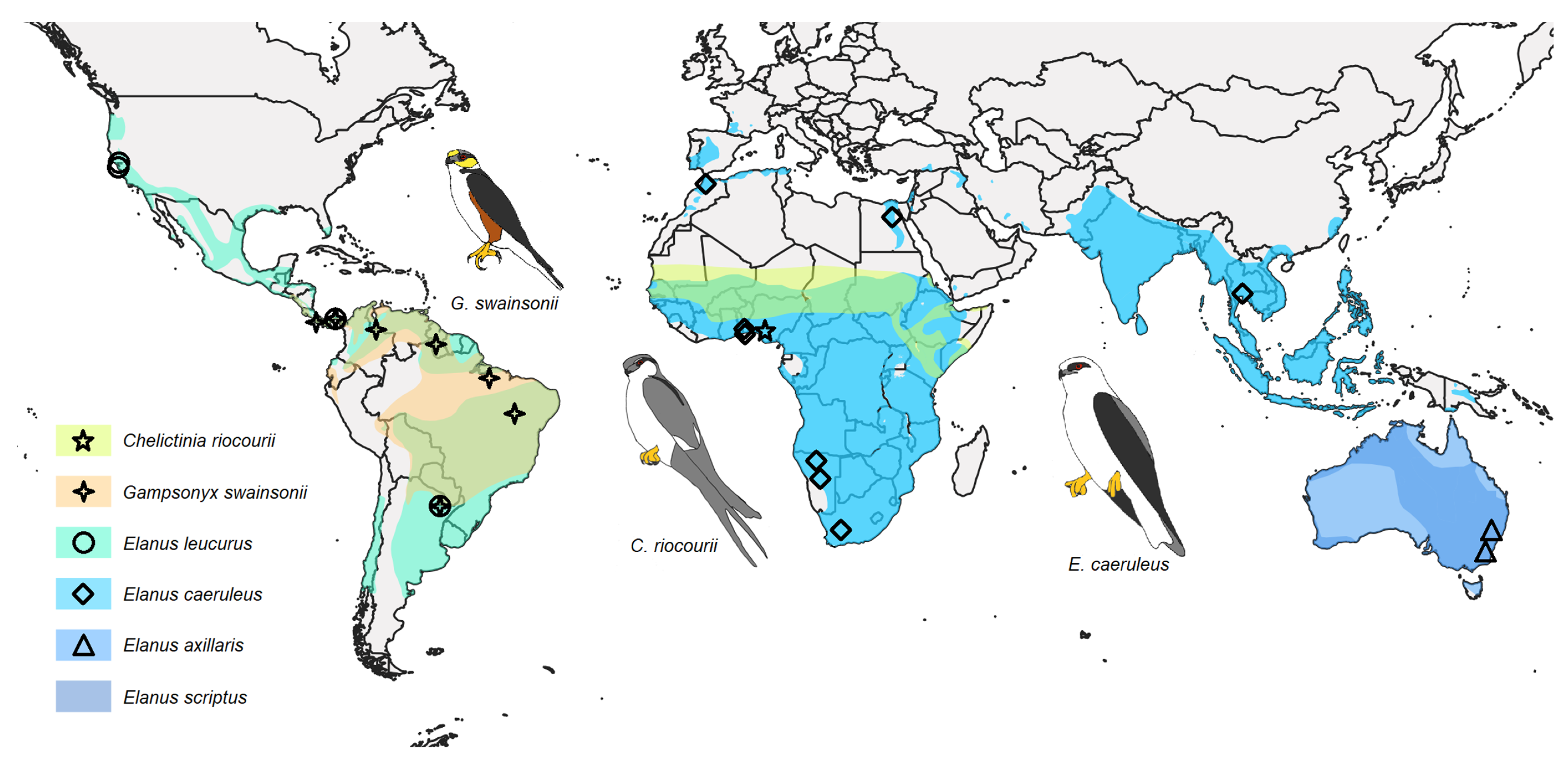 Diversity | Free Full-Text | Old and Cosmopolite: Molecular Phylogeny of  Tropical–Subtropical Kites (Aves: Elaninae) with Taxonomic Implications