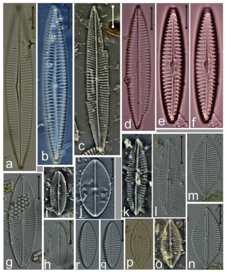 Diversity Free Full Text Species Composition And New Records Of Diatom Taxa On Phyllodictyon Pulcherrimum Chlorophyceae From The Gulf Of California Html