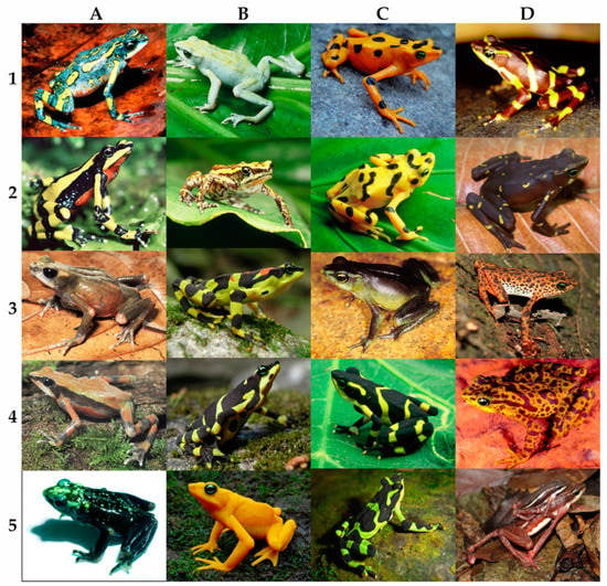 Diversity | Free Full-Text | Recent and Rapid Radiation of the Highly ...