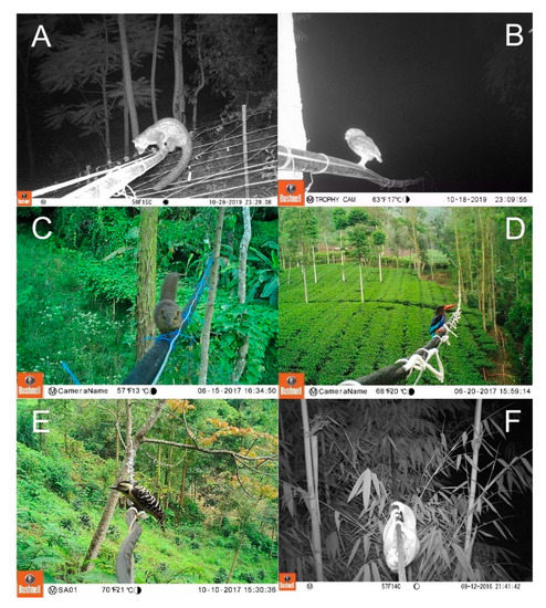 Installation and monitoring of a canopy bridge connecting Atlantic